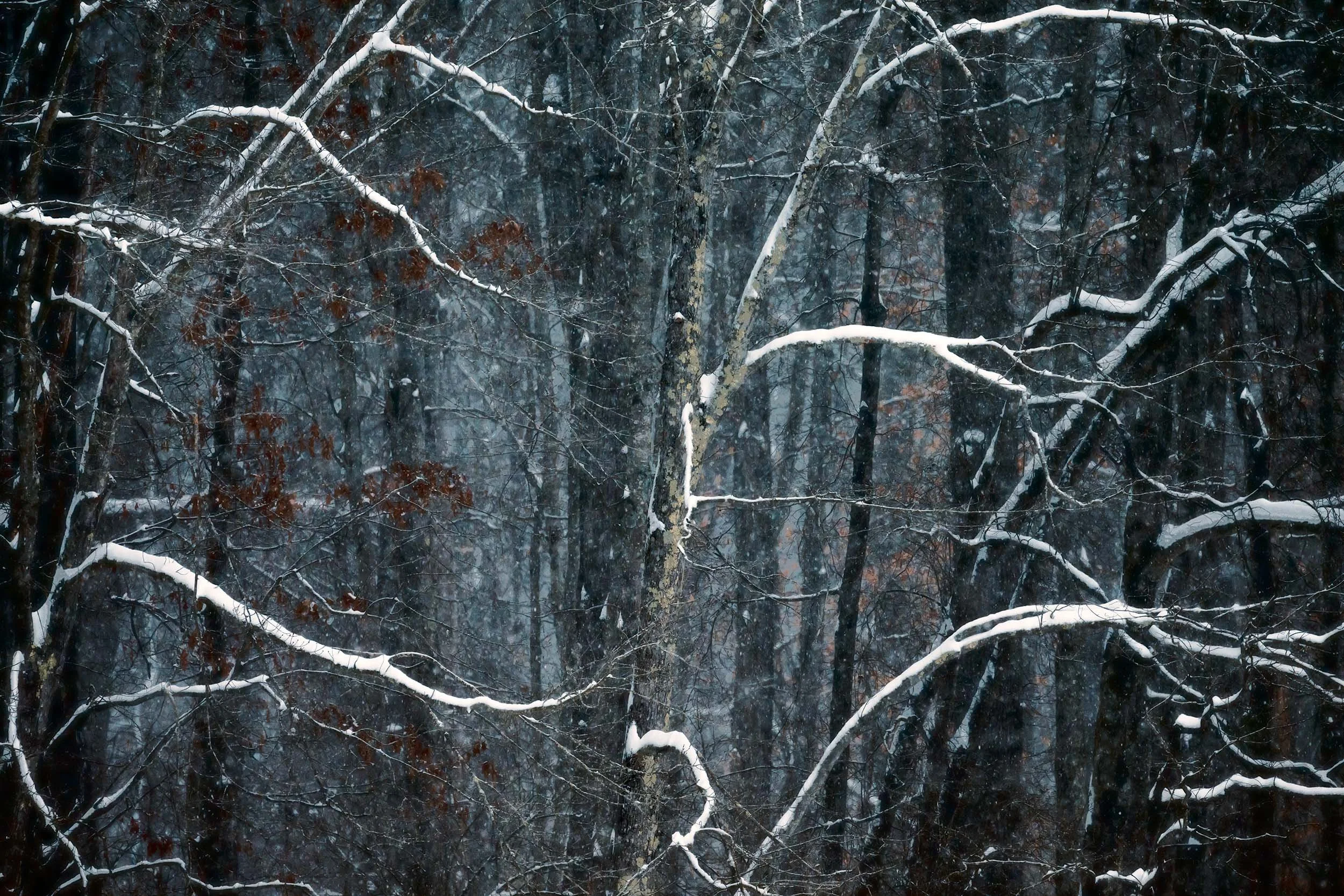 Winter's Whisper at Huntley Meadows, Virginia
  Atmospheric, Tree, Intimate Landscapes, Cold  