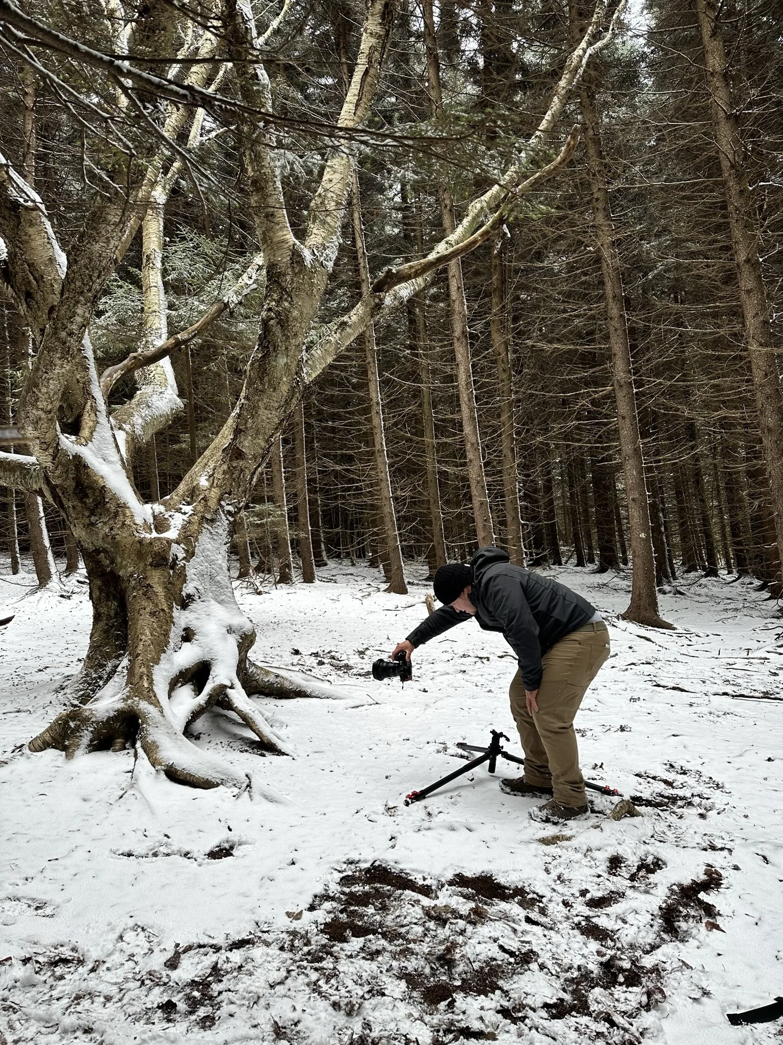 A person taking a photograph of a snow-covered tree in a forest with tall trees and snow on the ground.