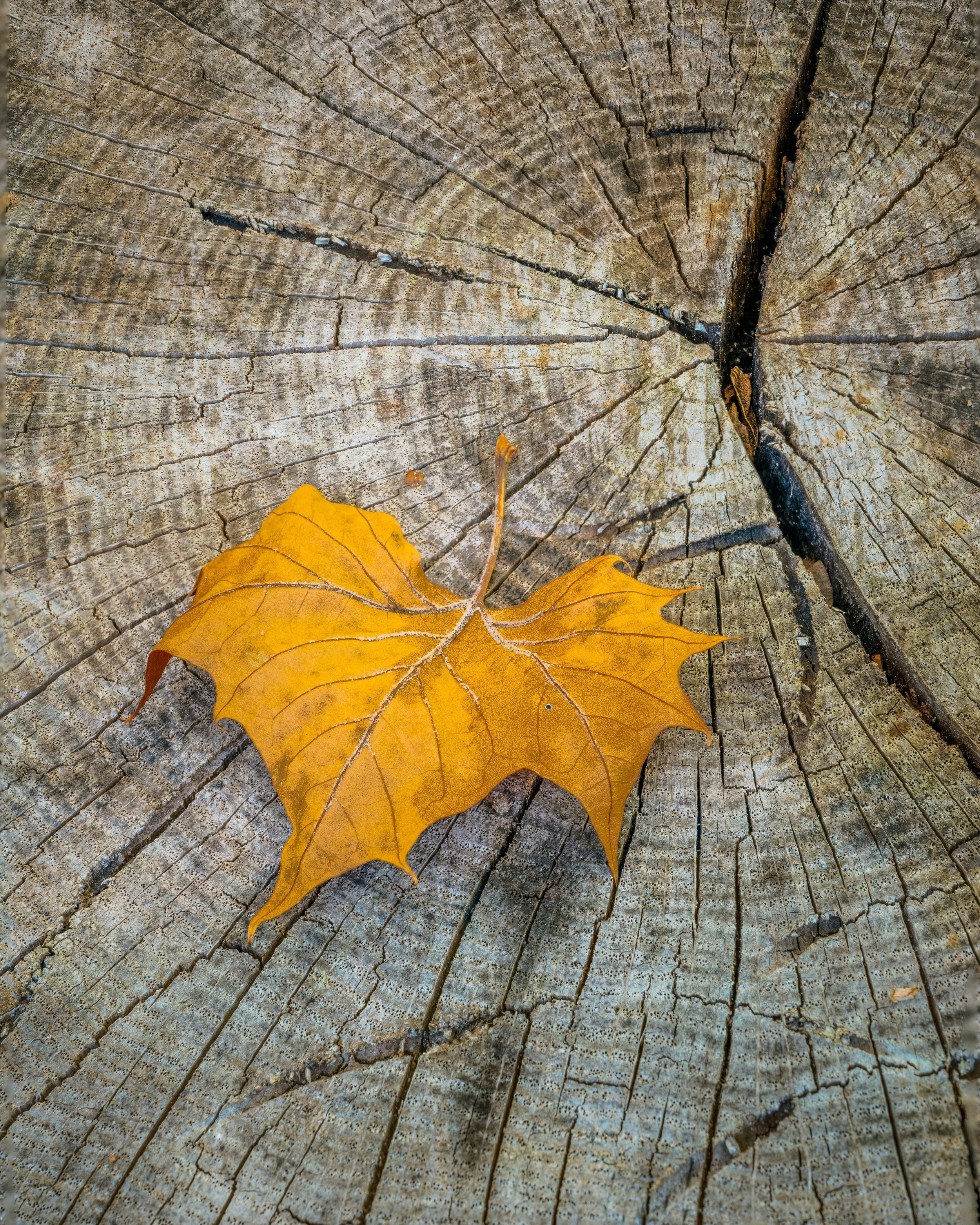 Yellow fallen leaf on a weathered tree stump with visible growth rings and cracks.