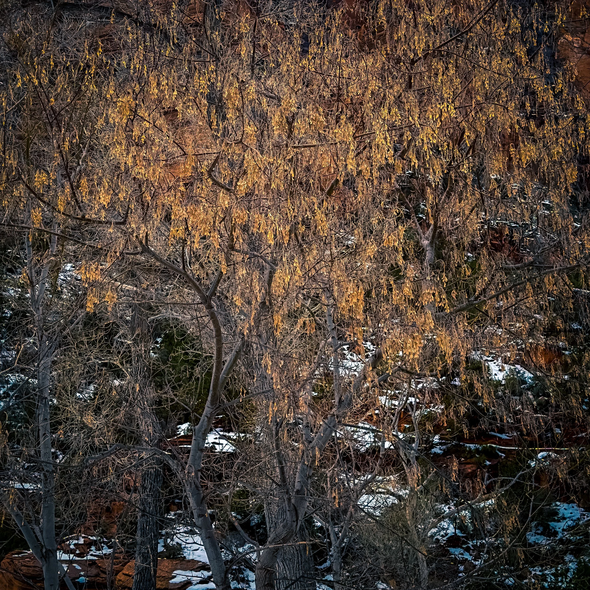 A dense cluster of trees with sparse bare branches and a few yellow leaves, with patches of snow on the ground nearby.