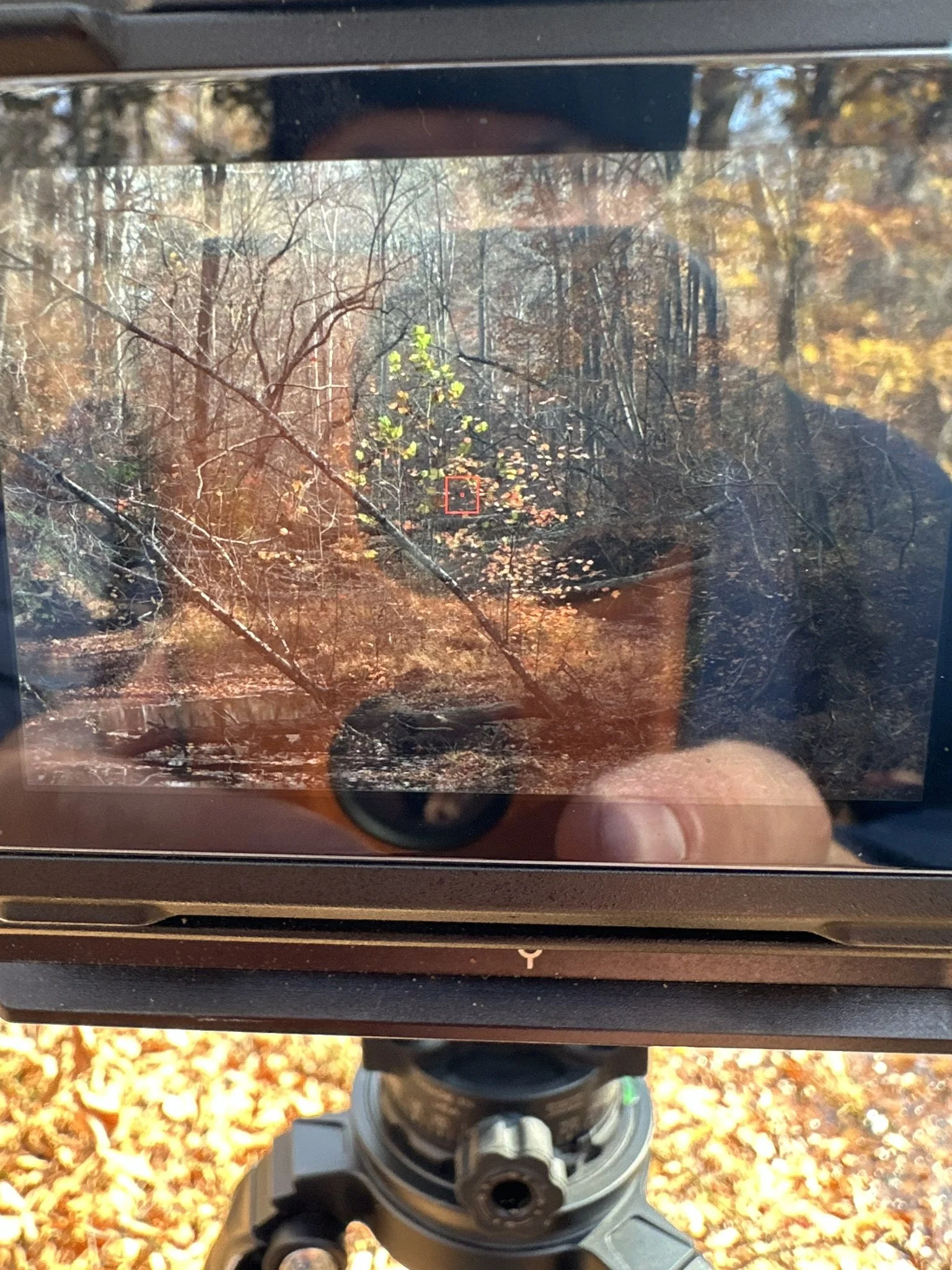 Camera viewfinder showing a forest scene with trees and fallen leaves, with some green leaves, and a small red square indicating autofocus.