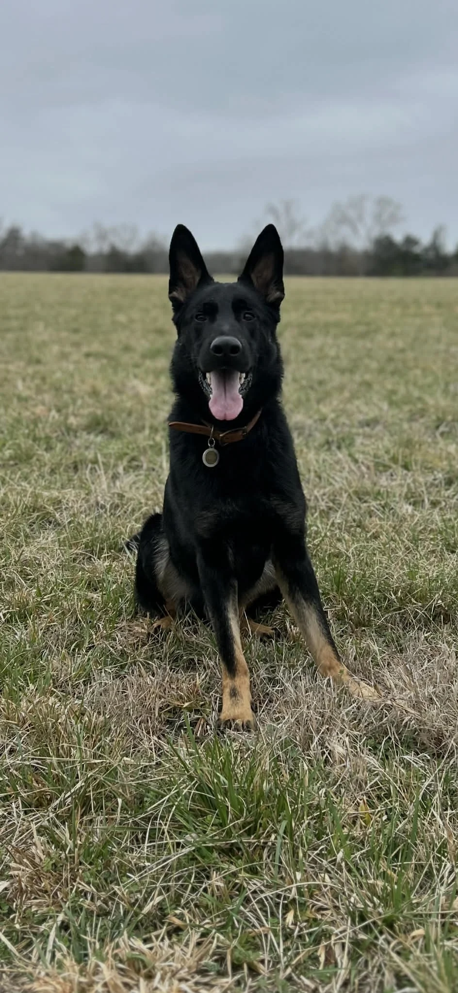 Gus Has gone to his forever home