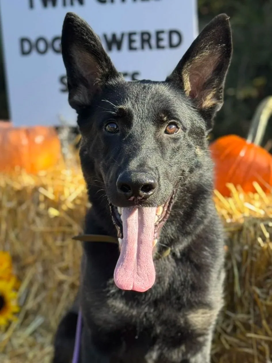 Icarus Z Mid-Daylicht Hotzaw