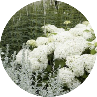 Hydrangea - Owners Choice