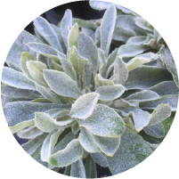 Stachys Byzantina - Byzantina