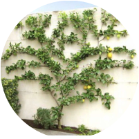 Citrus - Owners choice