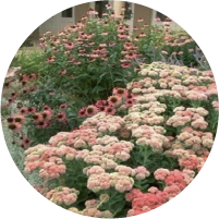 Sedum - Autumn Joy