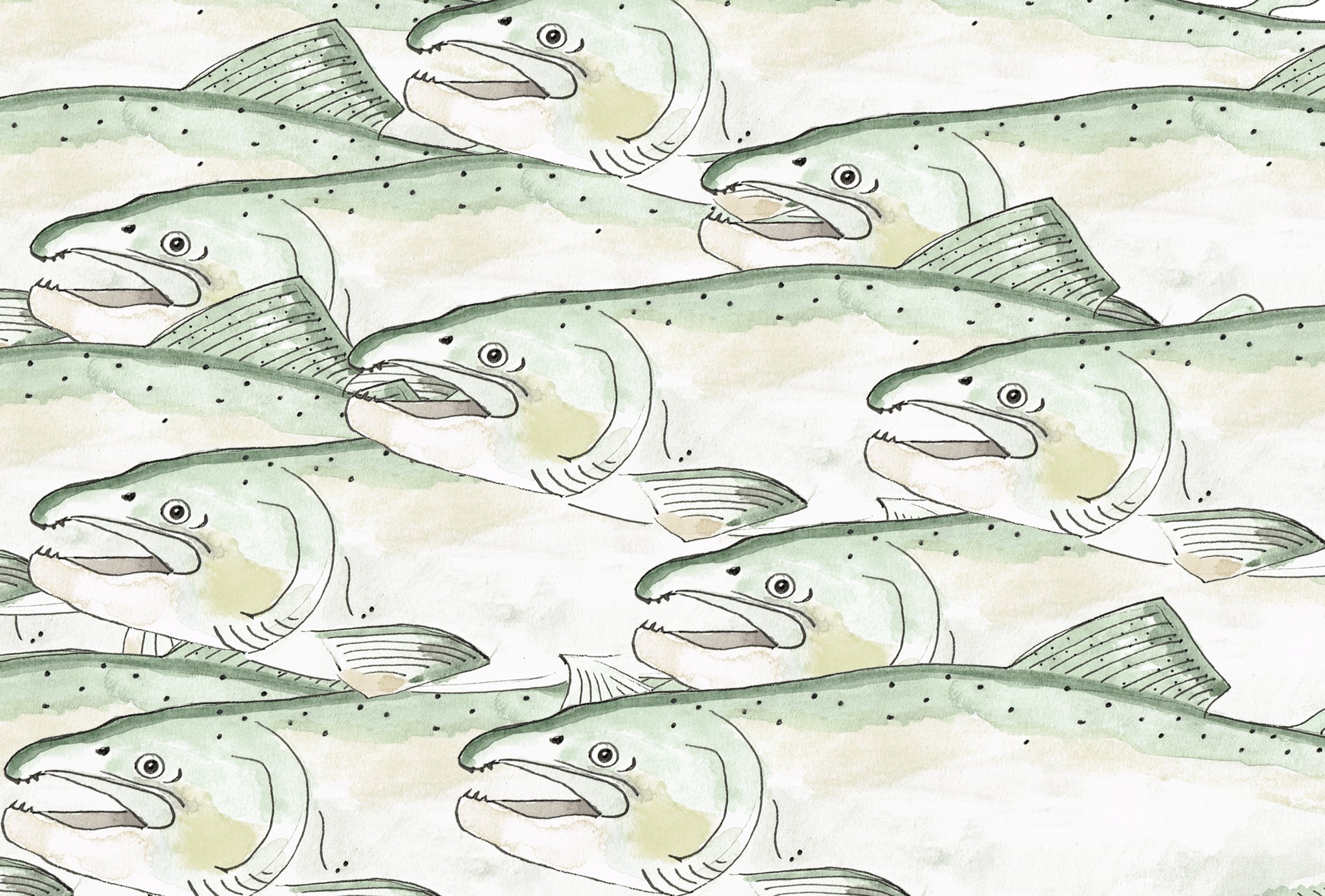 salmon 1.2.jpg