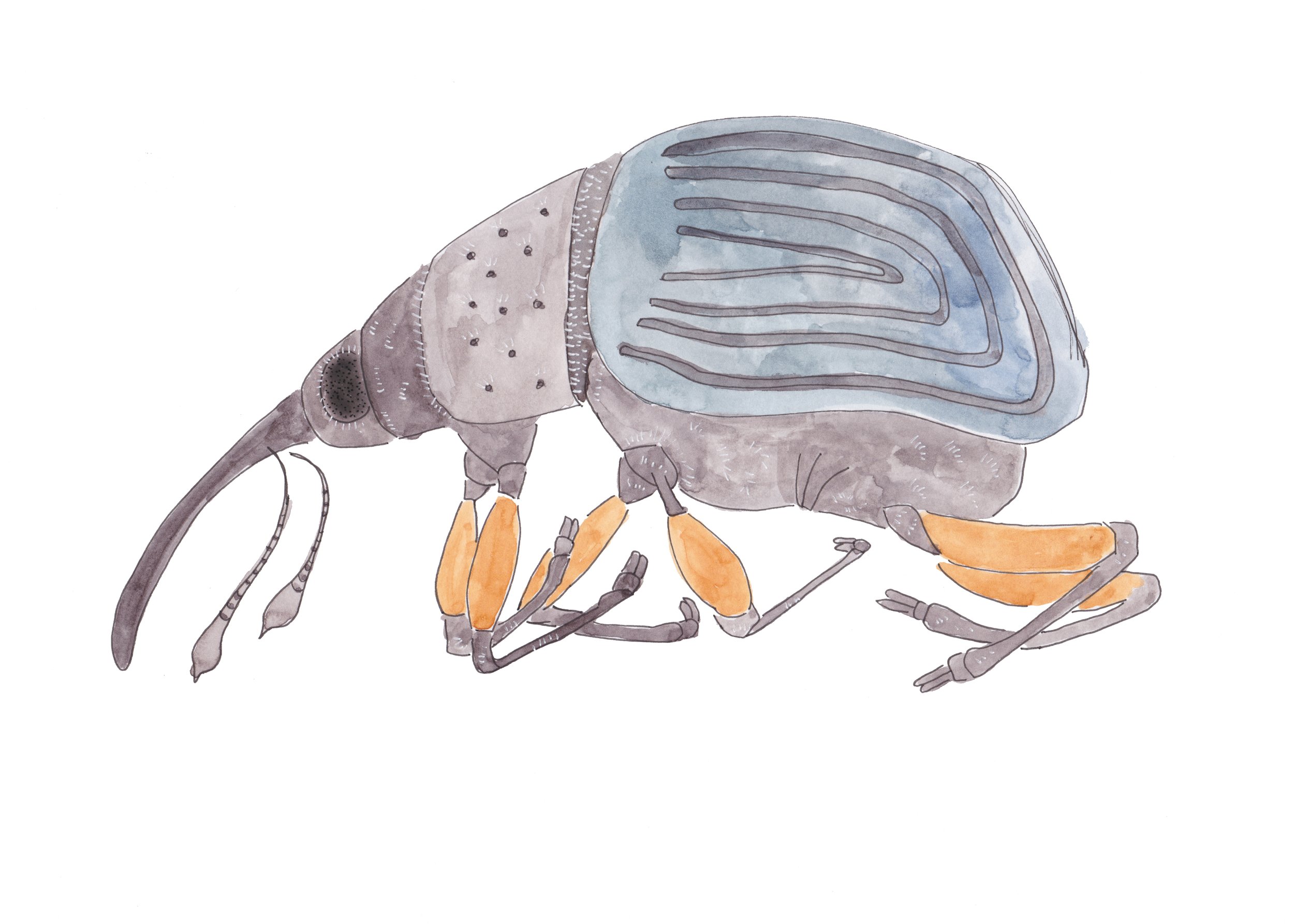 Weevil_greyblue.jpg