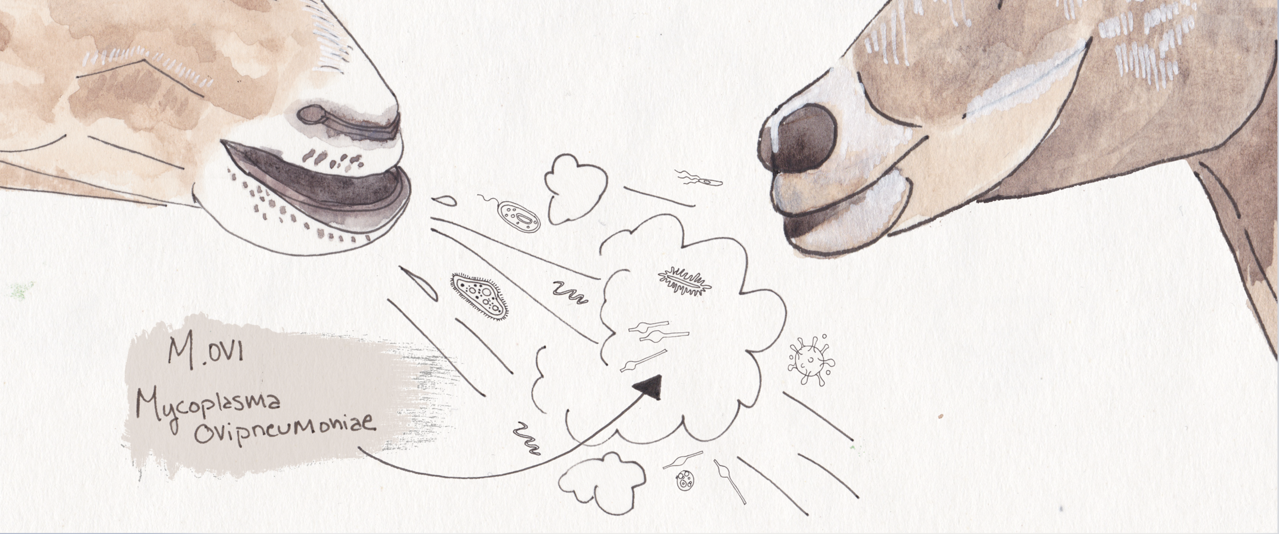 Plate 2.png
