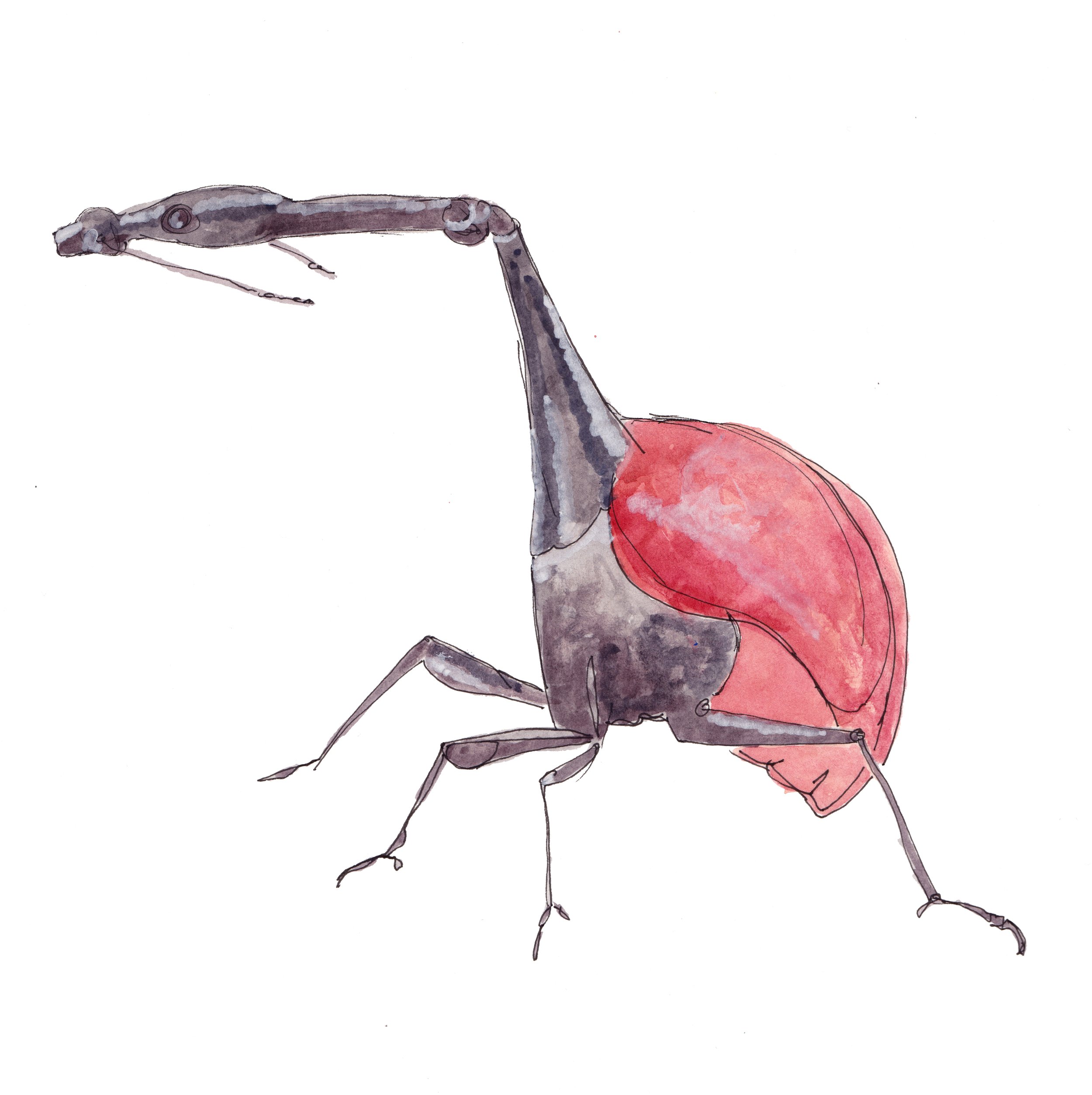 Bug_3.jpg