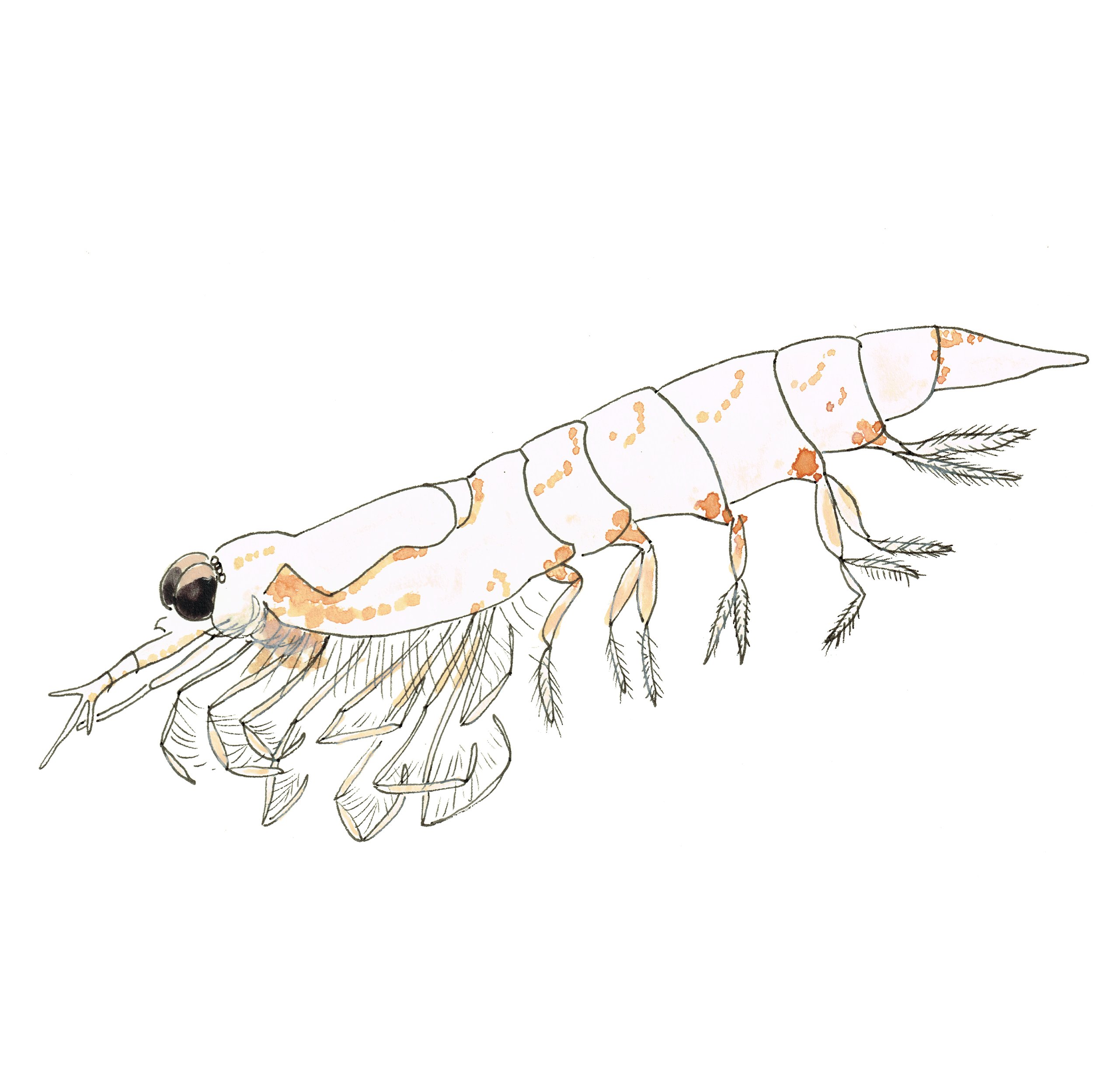 krill.jpg