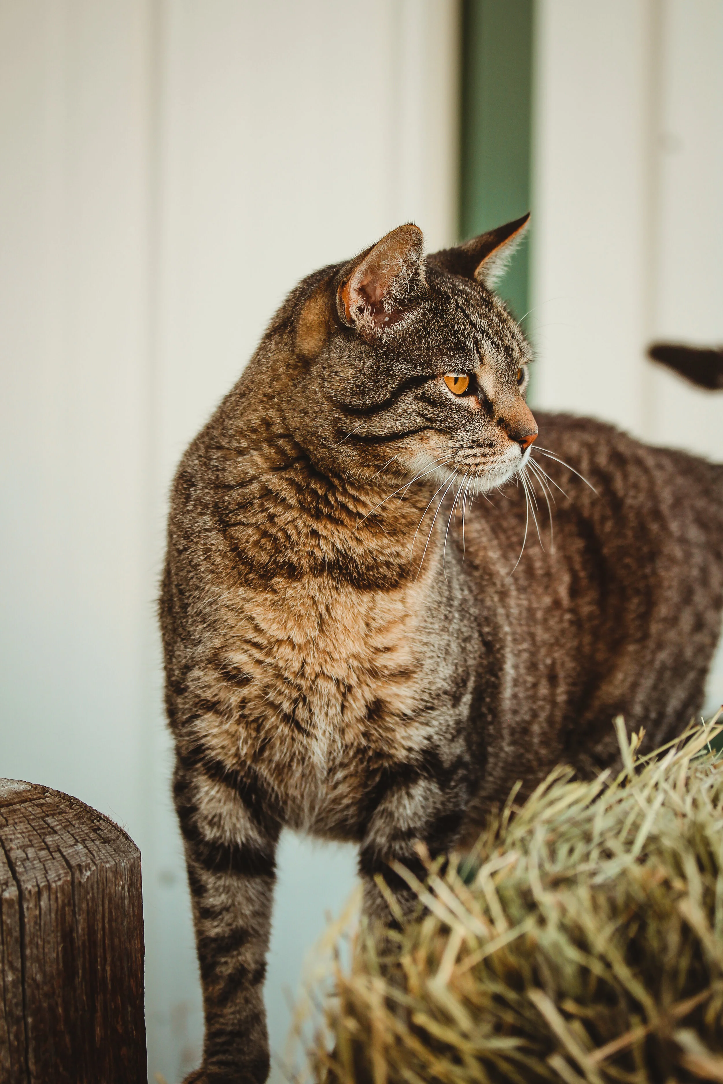 This is the barn cat on my family's farm. It can be very difficult to take solid portraits of animals because they move around, but I was very excited to capture him in his natural habitat: standing in the hay. 