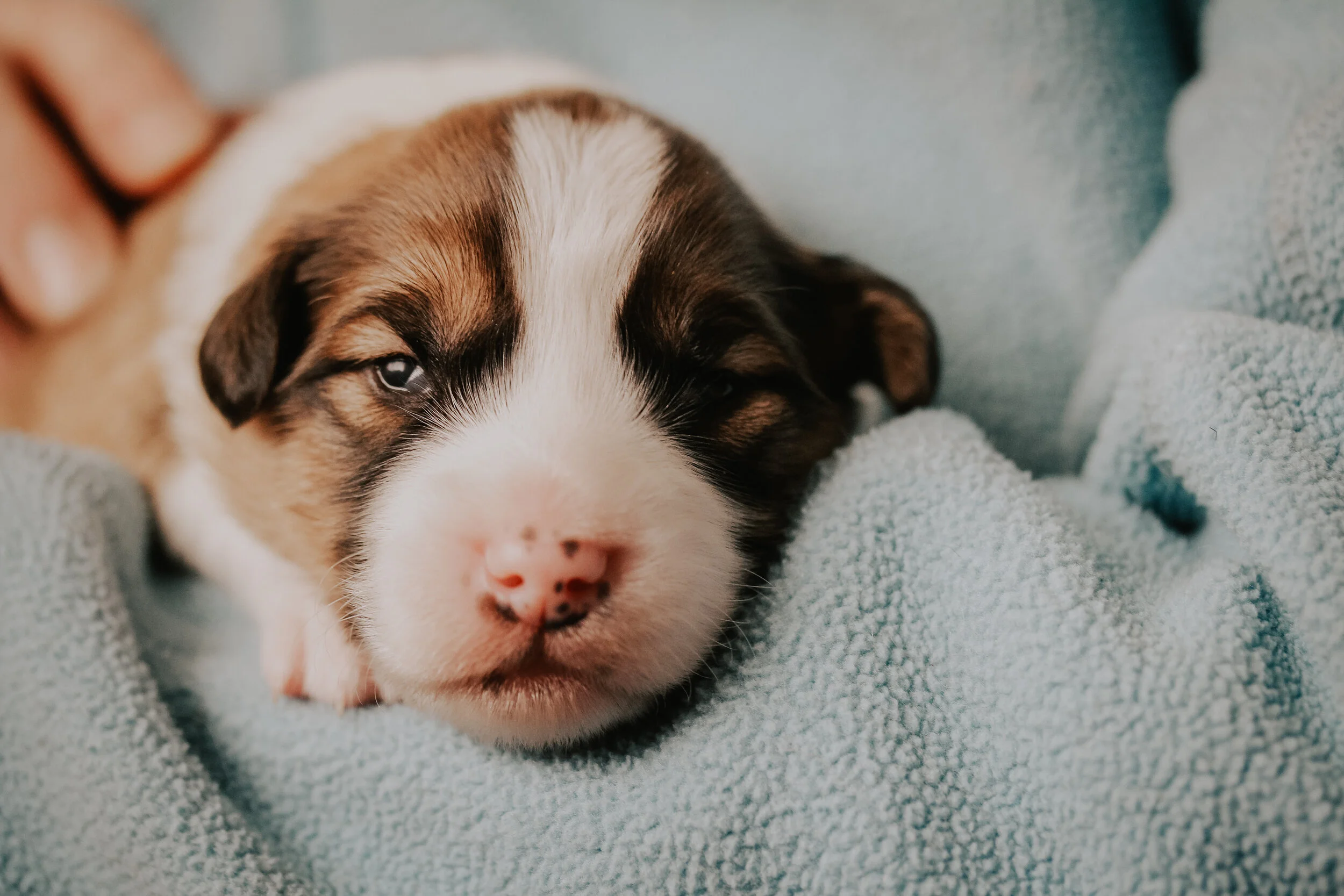 This is a photo I took of my mom holding one of our newborn puppies. I really like the texture in this photo and how it shows the detail in the puppy's face. 