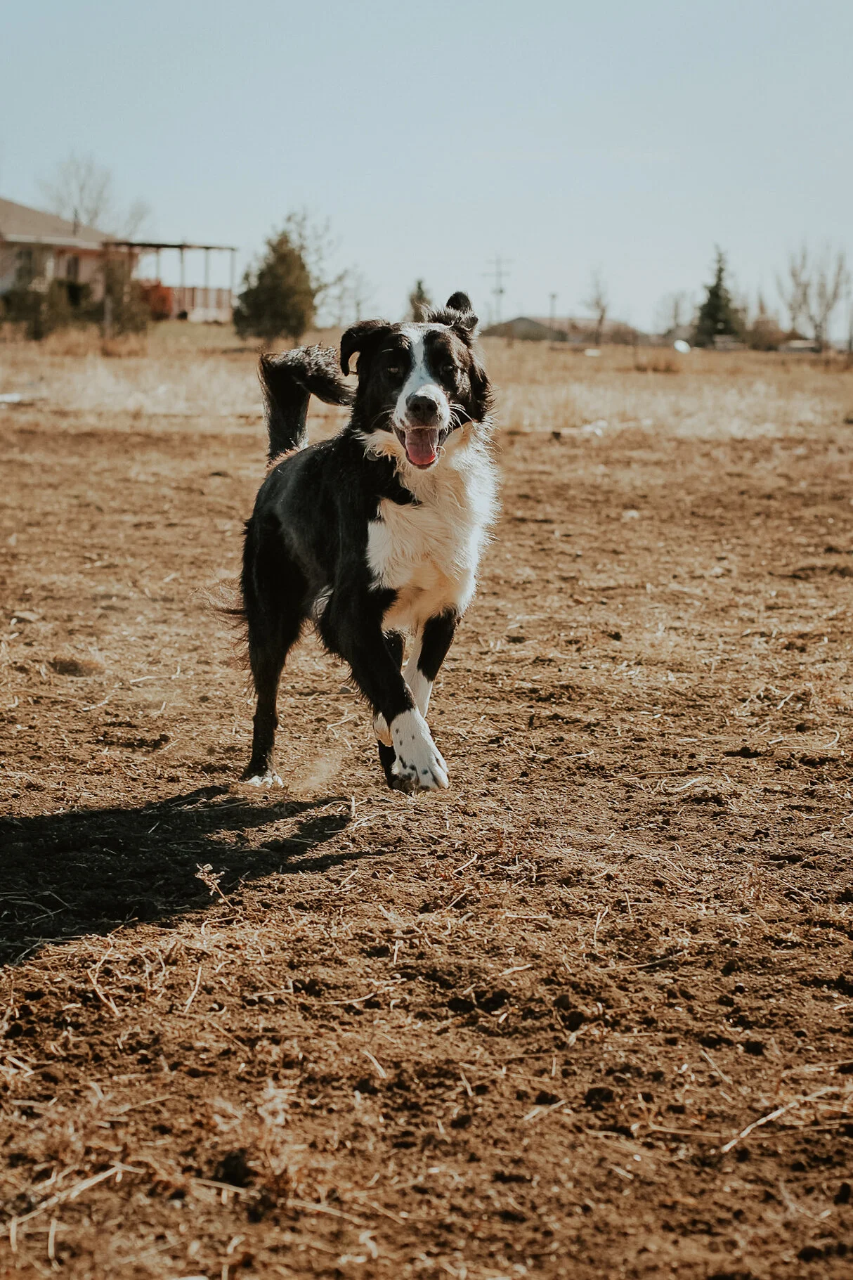 This is my dog, Hazel, running around my family's farm. I think this photo captures the joy on her face- it's easy to see how much she loves to run. At this point, I was learning to stop motion in a photo.