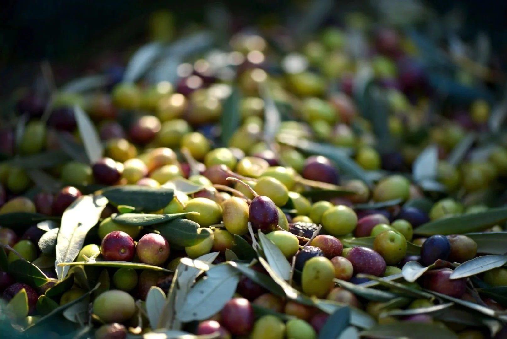 The harvest season in Greece🍇