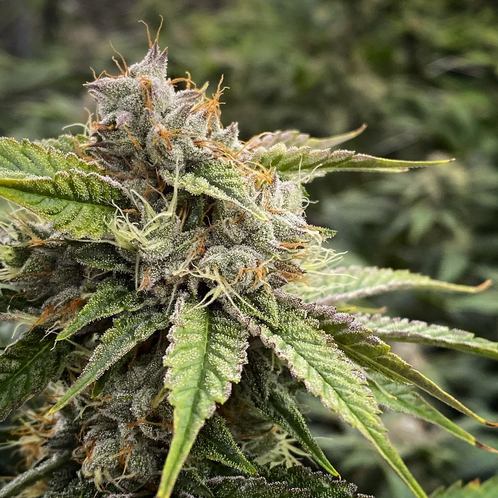 Explore Unique California Strains | Genetics Library — Phinest Cannabis