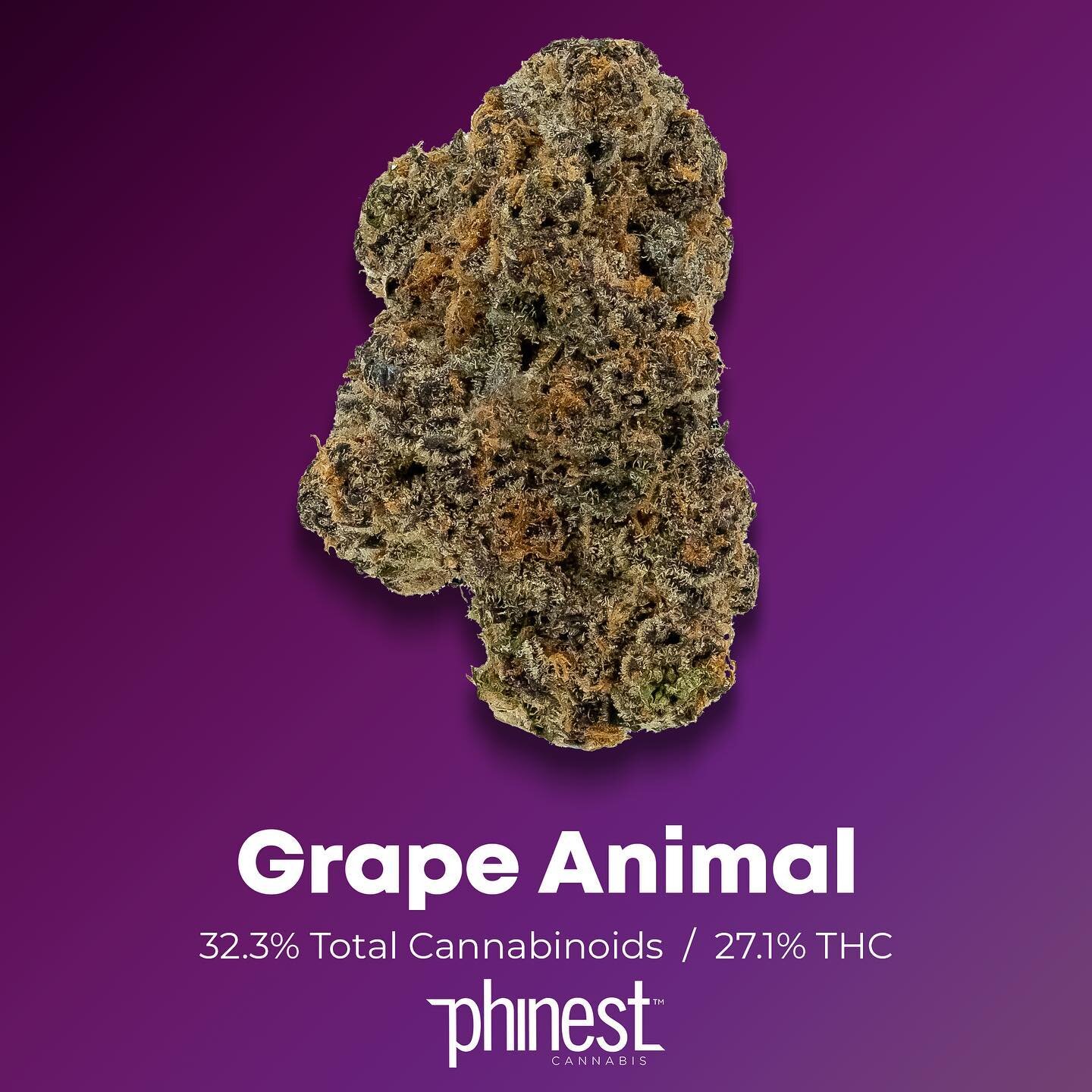 Fight off the Monday Blues with Grape Animals 🍇

Bred by Mr. Cannarado himself @cannaradopnw, Grape Animals is an Indica-dominant cross of Grape Pie and Animal Cookies boasting silvery-violet nugs laden with trichomes. Soothing &amp; relaxing effect