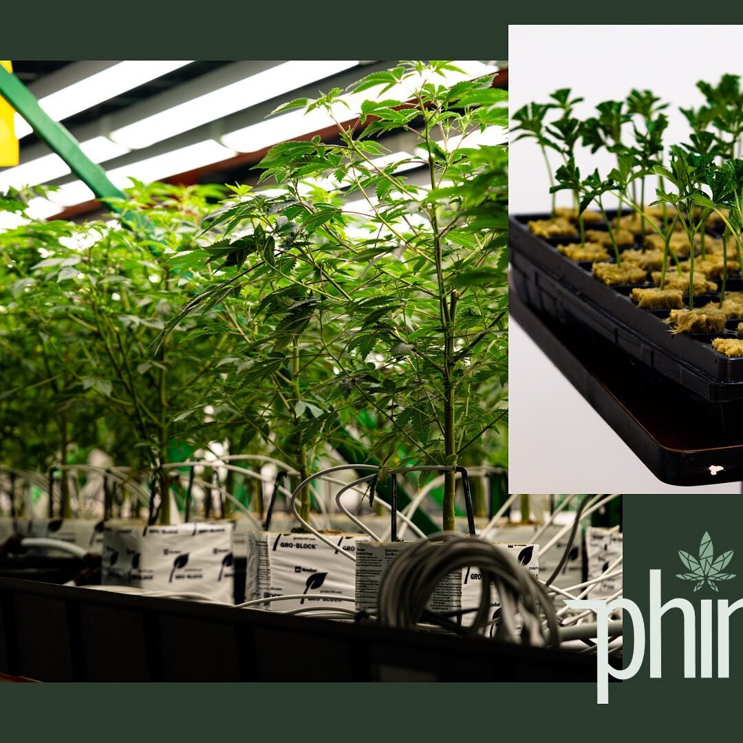 From Gen One cuttings nestled in rockwool, to flourishing &amp; vibrant green teens, and finally, full-flower plants glistening bursting with yields &amp; potential&mdash;we take pride in every stage of the cultivation process. 

Ensuring your plants