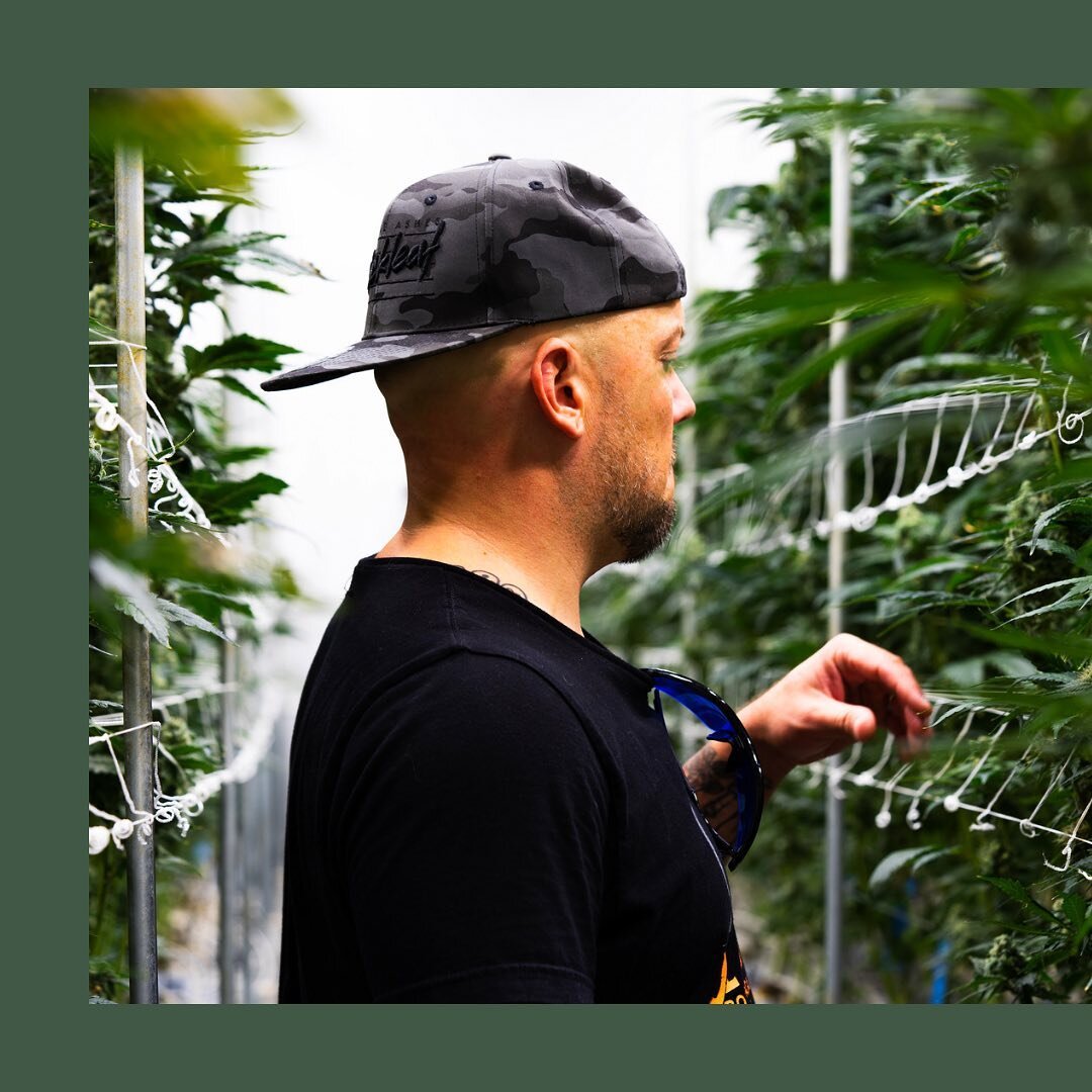 Behind the scenes at Phinest Nursery! We don&rsquo;t just offer any genetics. ❌ Our dedicated team scours the market, tests promising genetics, and carefully curates only the top performers for your next round. 

How much is genetic curation worth? E