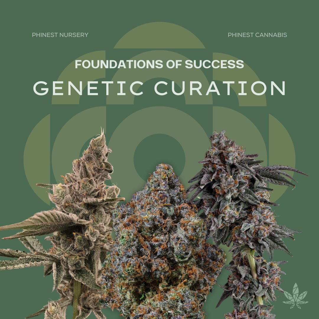 Through years of partnering with renowned growers and breeders across the industry, we&rsquo;ve learned choosing exceptional genetics is not just a preference&mdash;it&rsquo;s a strategic imperative. Success at harvest hinges on the genetic foundatio