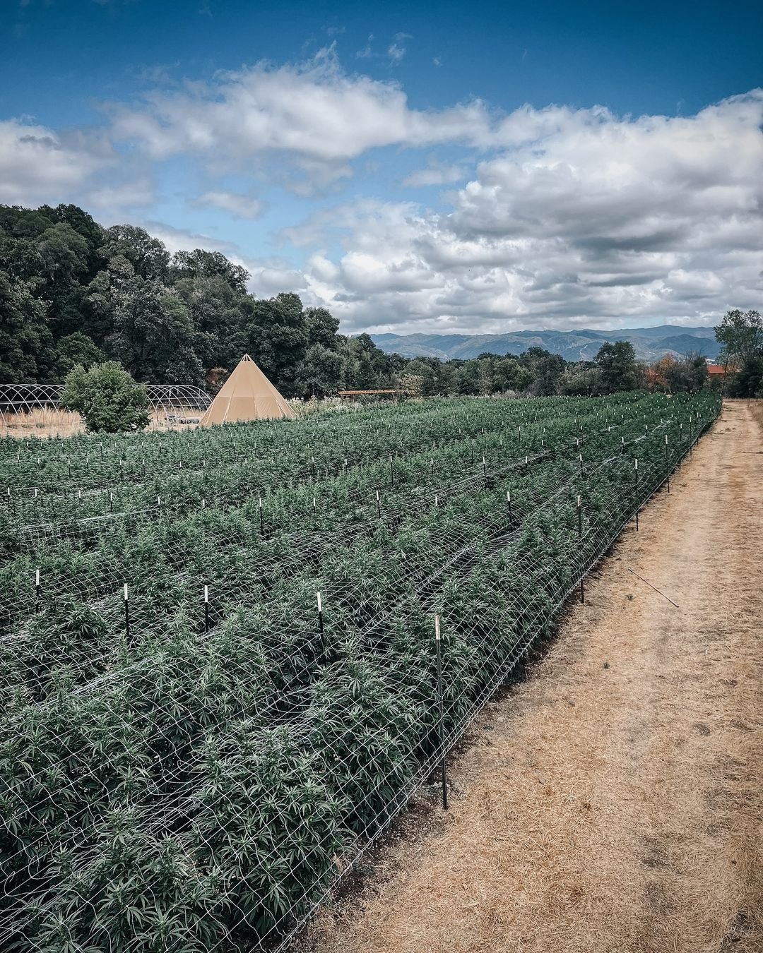 Sometimes, a picture truly does speak volumes. For our friends @mendocinograsslands this one happens to speak volumes of dedication, passion, and a rich heritage of craftsmanship intricately woven into the fabric of our industry. 

Gazing at these su