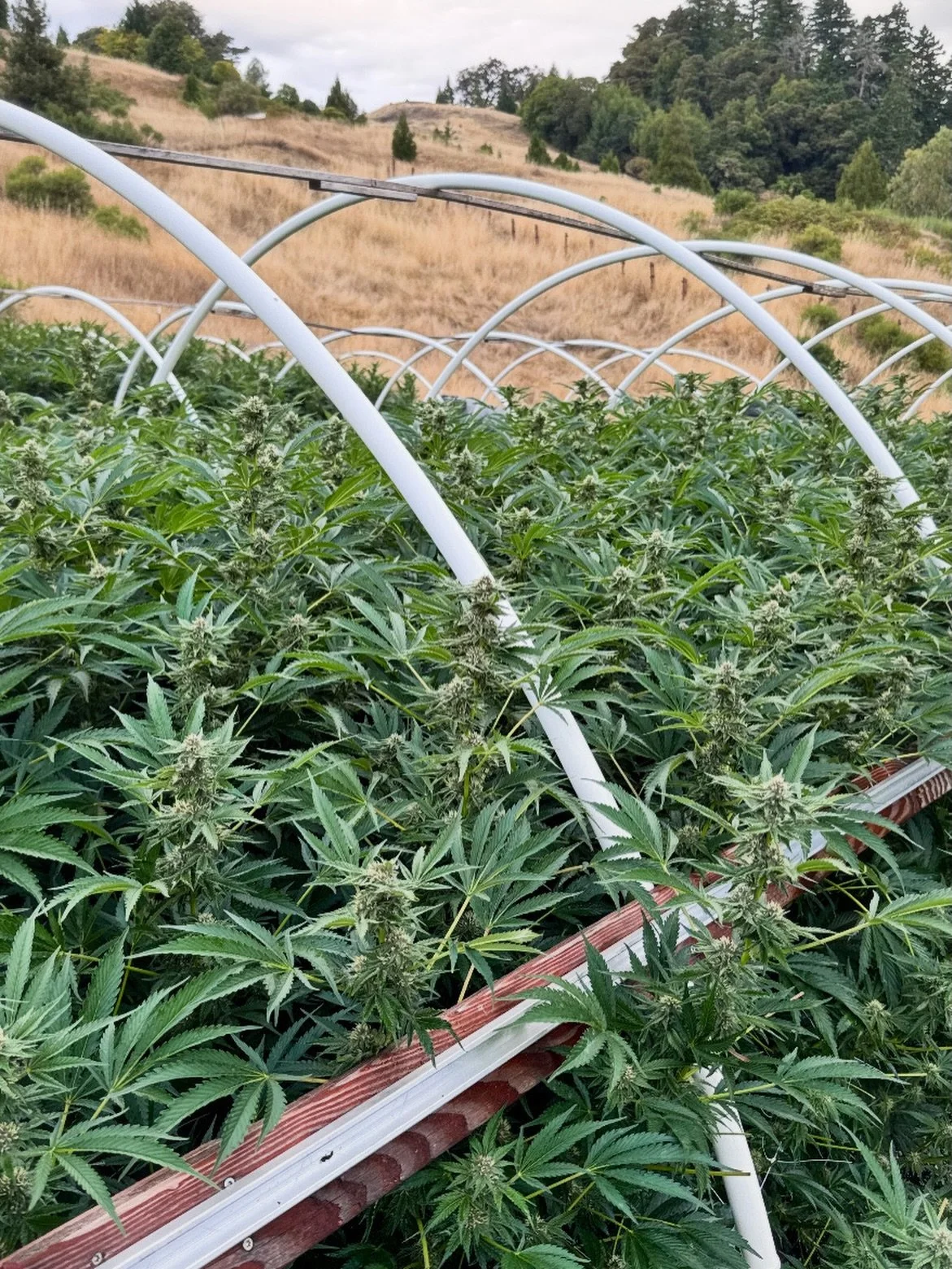 Rows of Sugar Rancher hitting their stride last fall at @goatrock_ganja in Salmon Creek.

Bred by @milehighdave420 this one has a spot on watermelon candy nose. Sweet, loud, and unmistakable once it starts stacking. Strong structure, even canopy, and