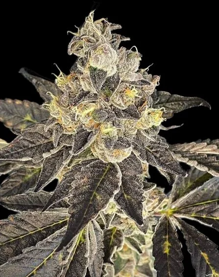 Fresh Water Taffy has a berry, citrus, and sweet taste with a calm, relaxed and uplifted effect.