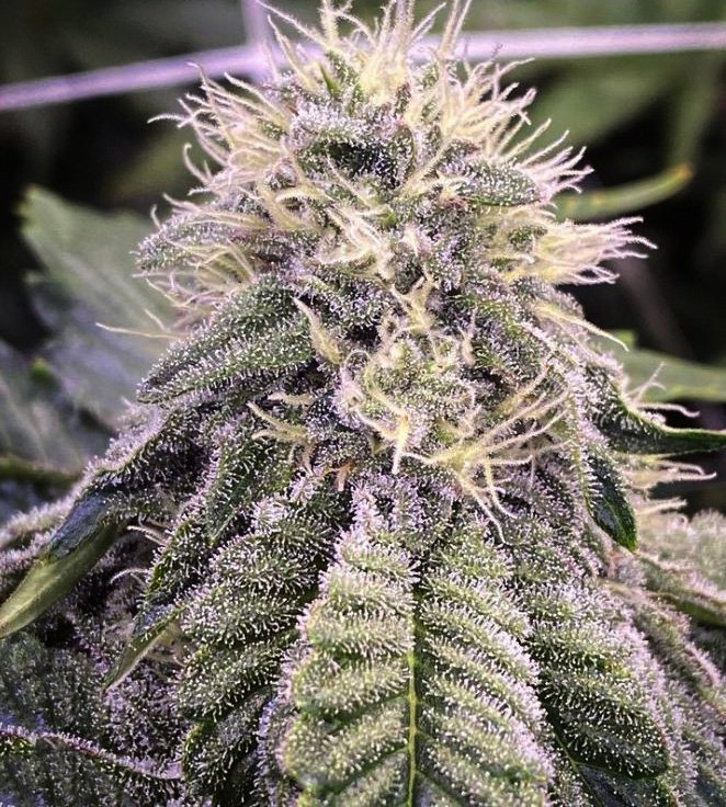 LIMONCELLO RUNTZ — Phinest Cannabis