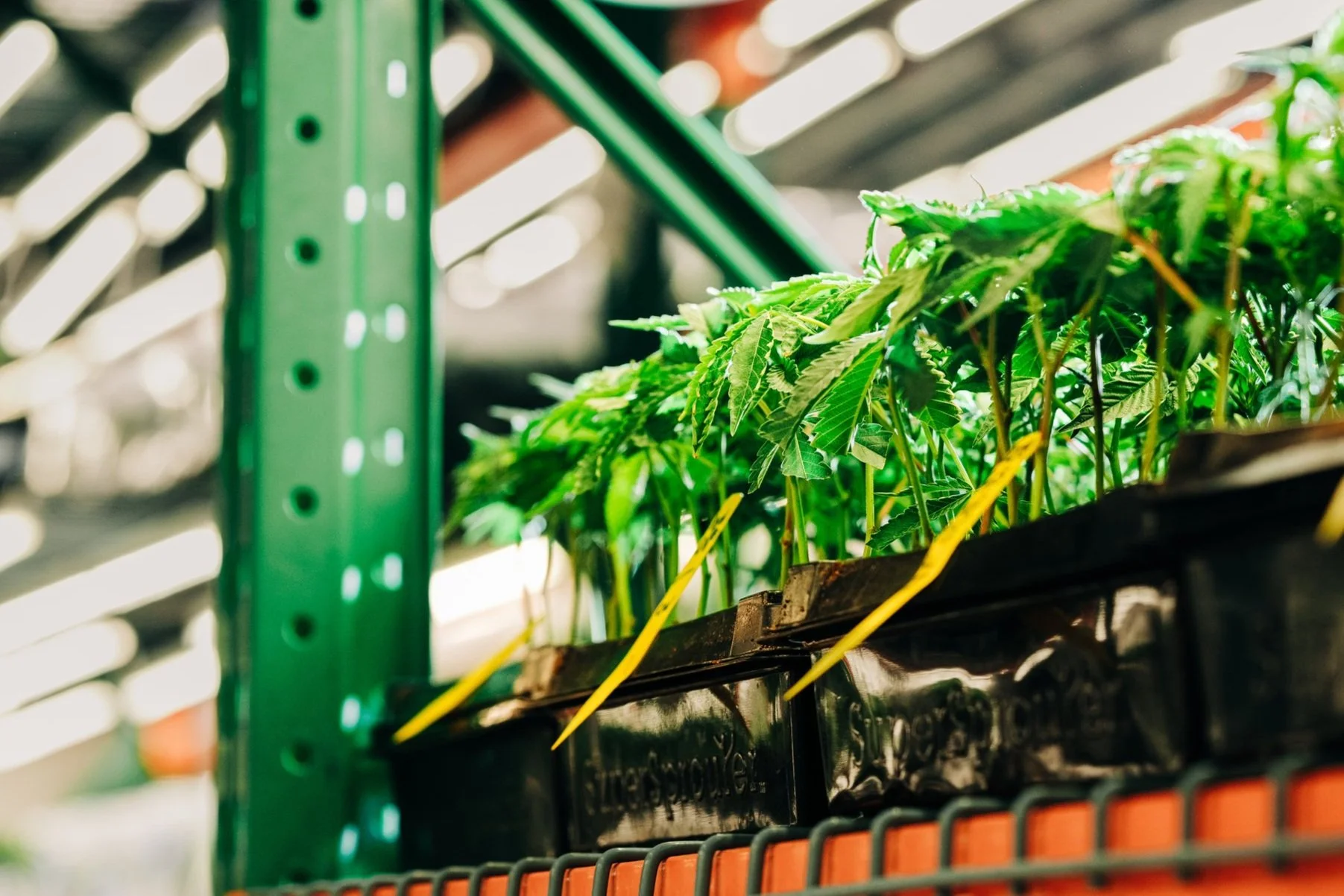 Transplanting Clones: A Step-by-Step Guide to Successful Cannabis ...