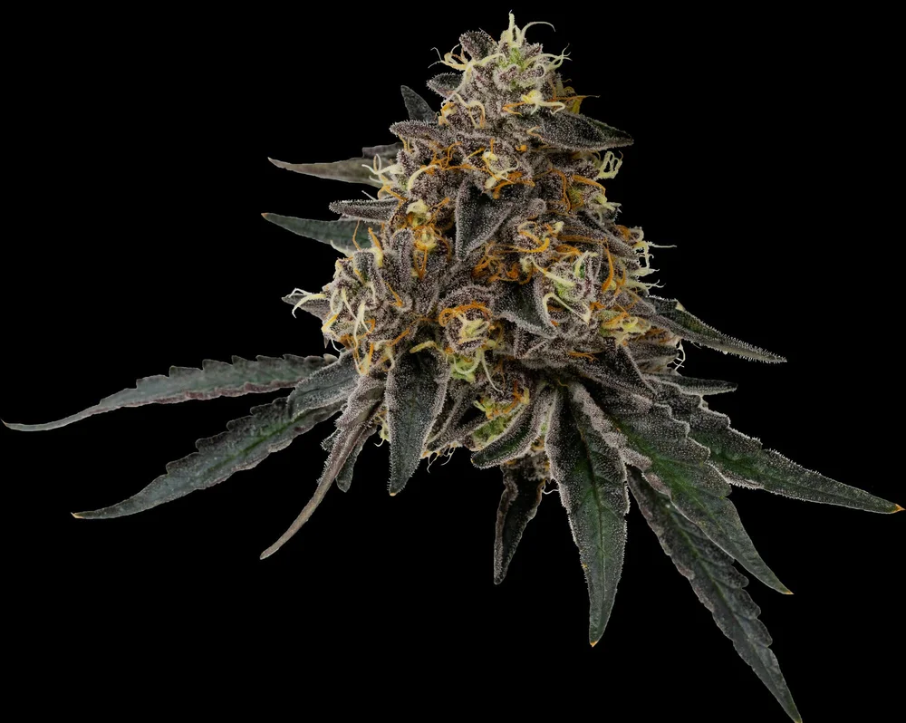 CARBON FIBER — Phinest Cannabis