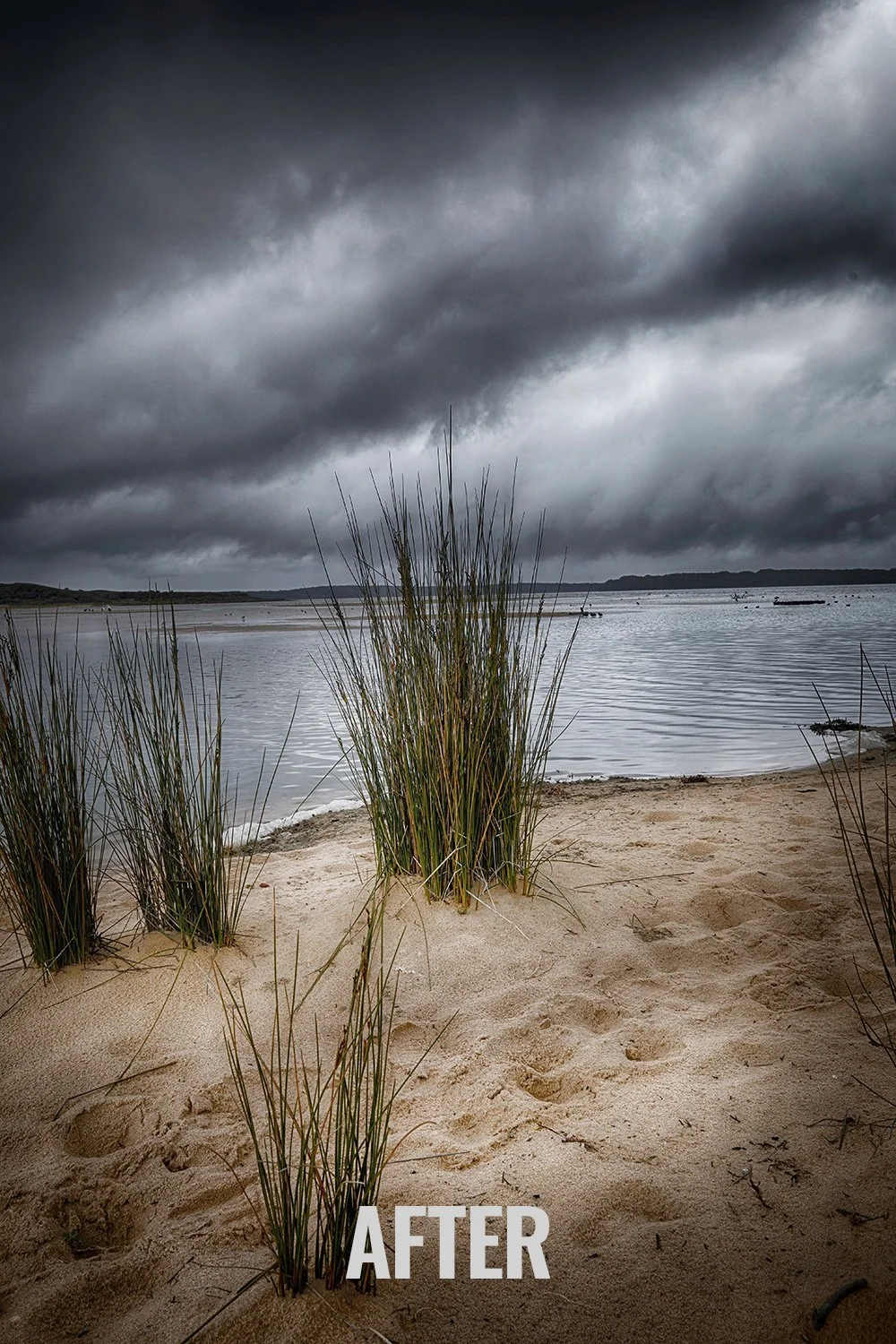 LANDSCAPE GRASSES 04 .jpg