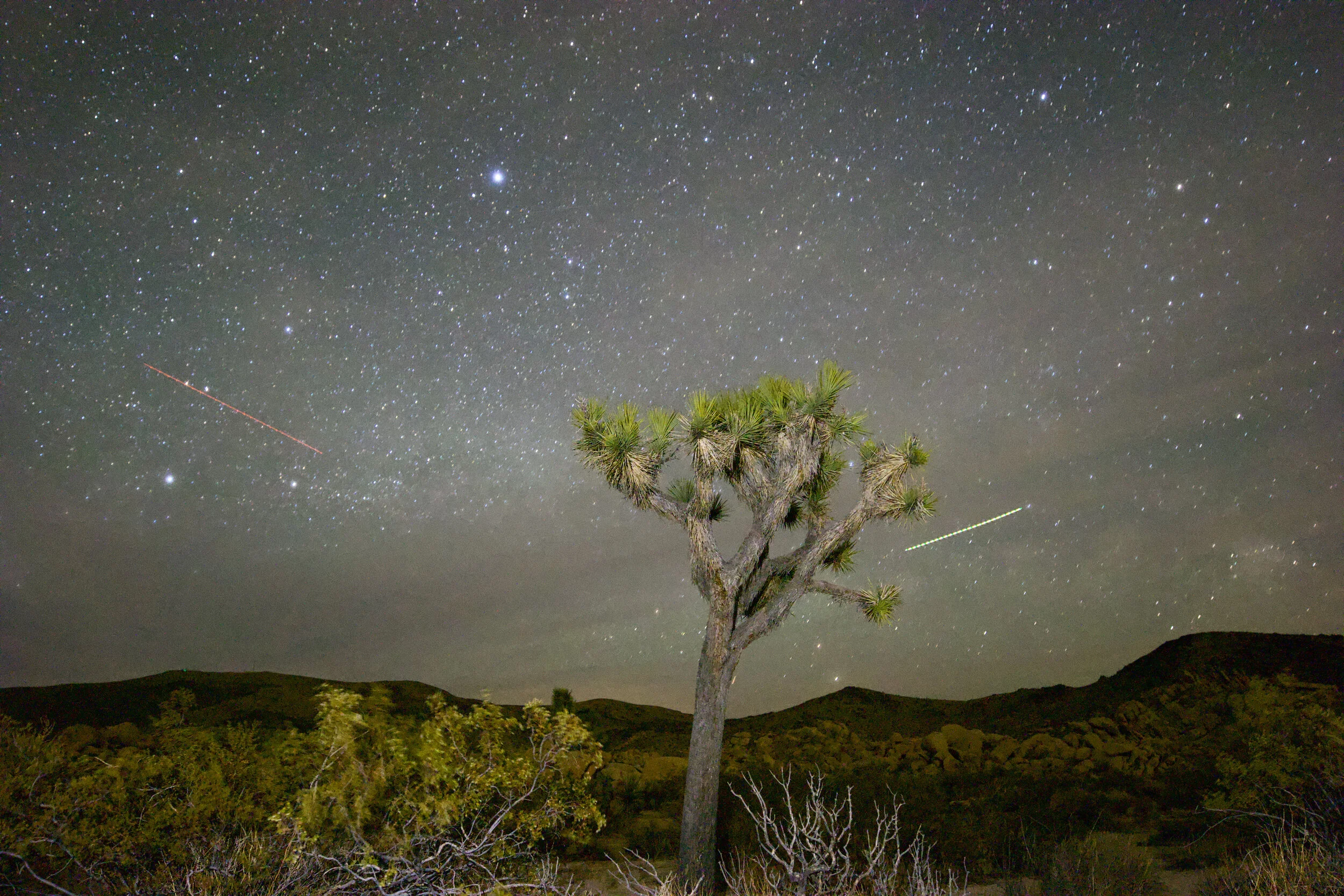 A Joshua Tree under the night sky.
