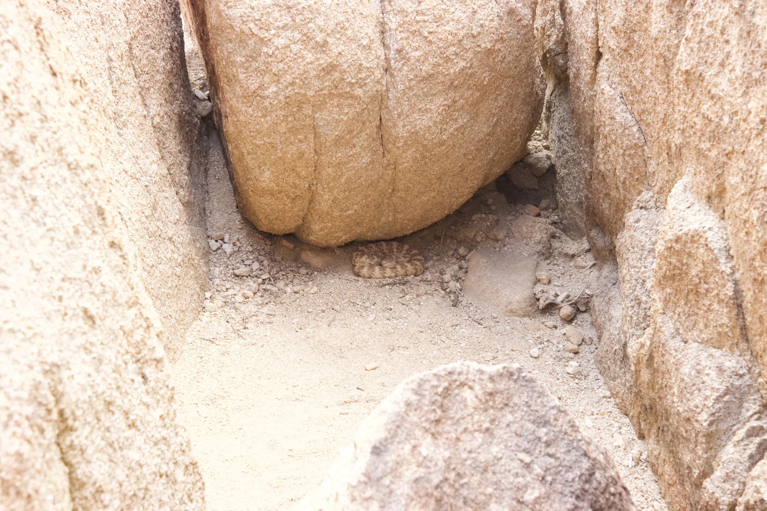A Rattlesnake taking shade under a boulder.