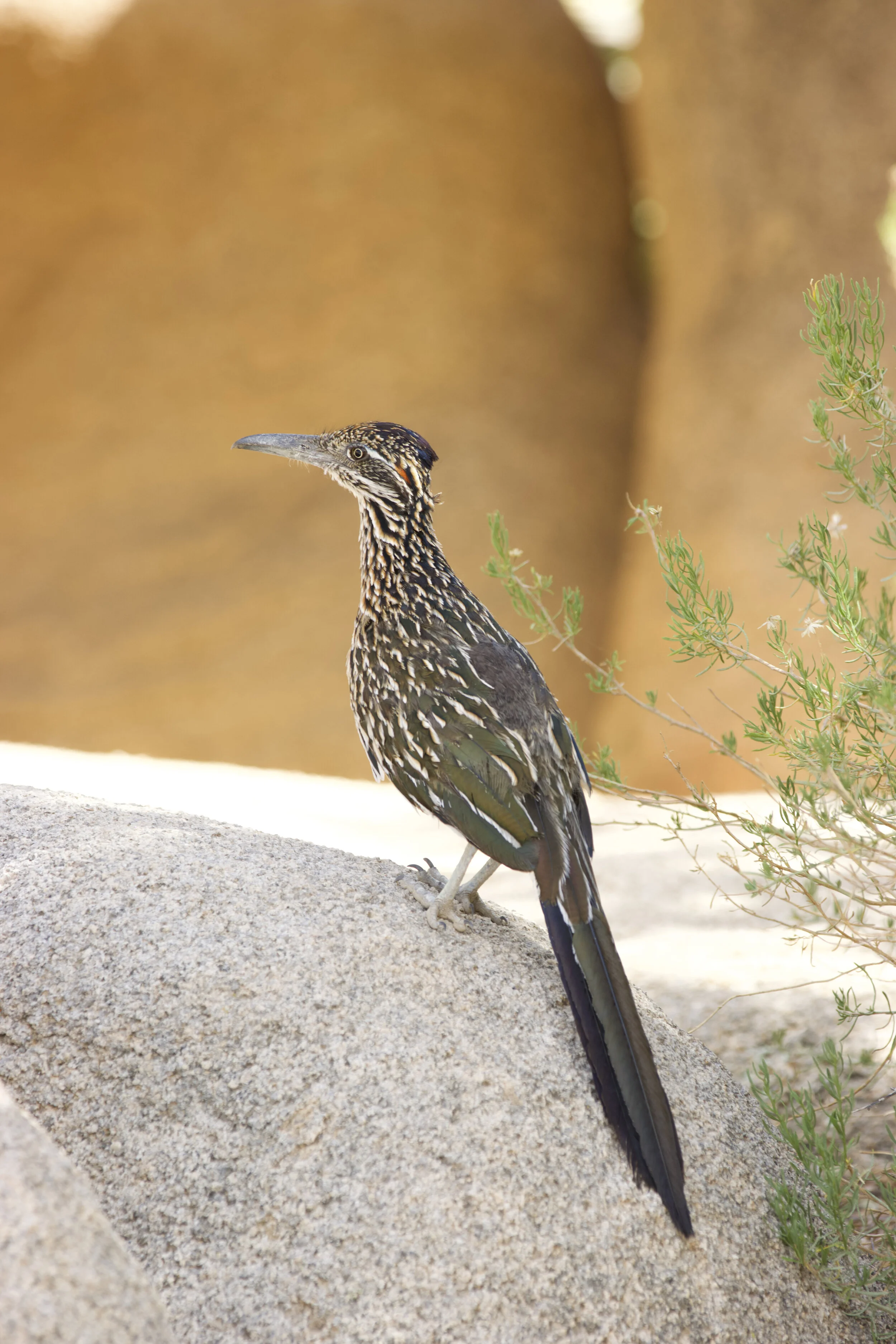 A Roadrunner resting on a rock.