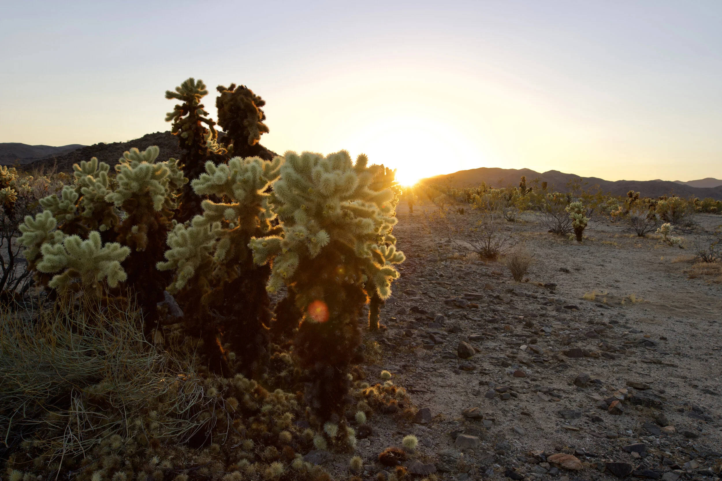 Glowing Cholla cacti at sunset.