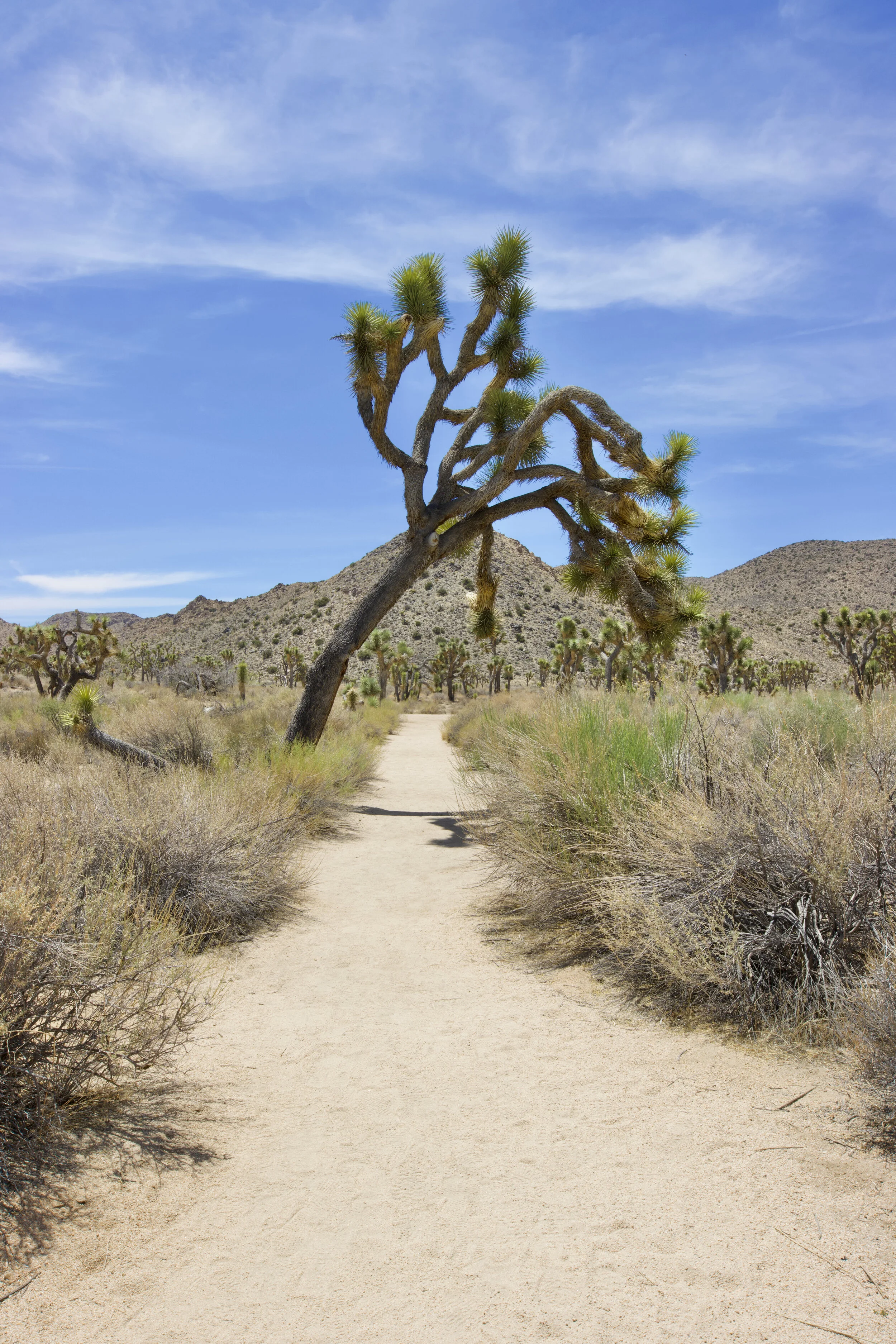 A Joshua Tree hanging over the trail.