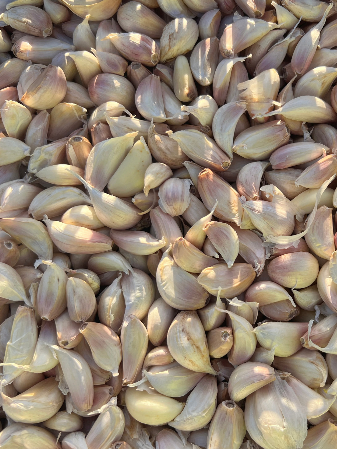 wa grown garlic cloves for planting