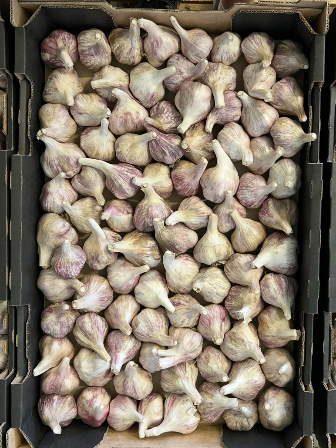 A crate filled with multiple heads of garlic, with purple-tinged skin and long stems.