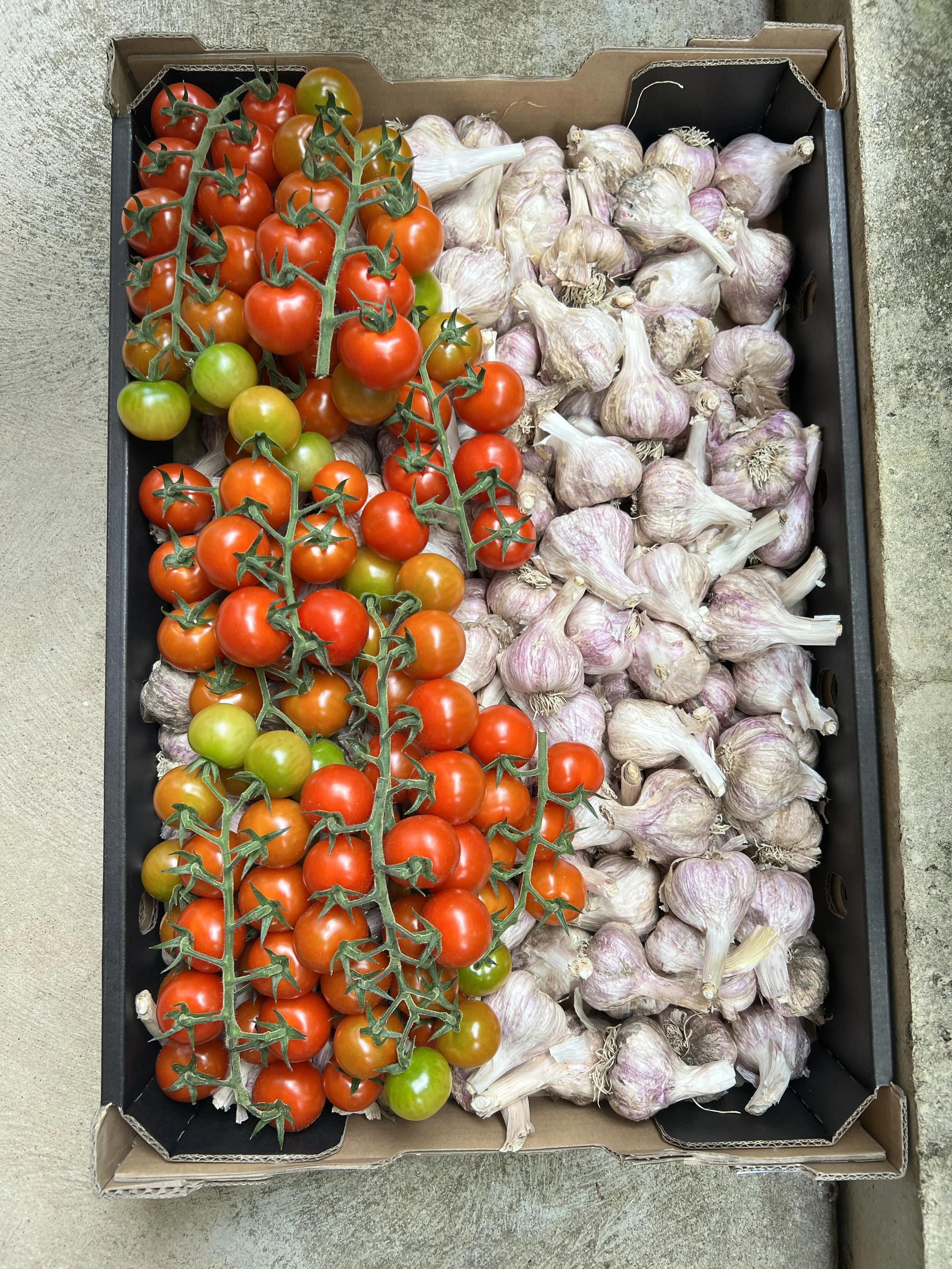 WA Grown Fresh Cherry Truss Tomatoes Supply
