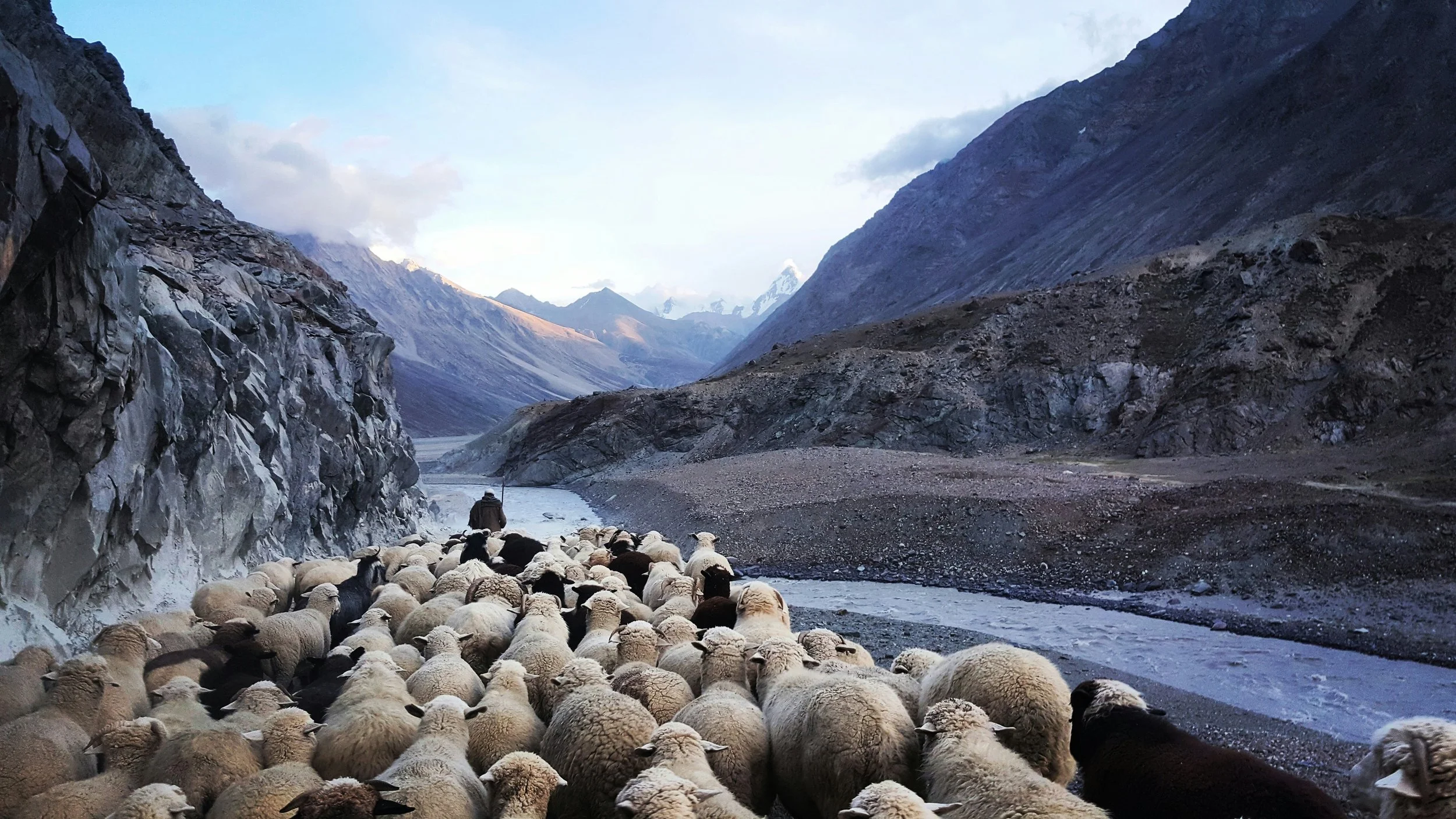 Leaders are Shepherds, Not Masters 
