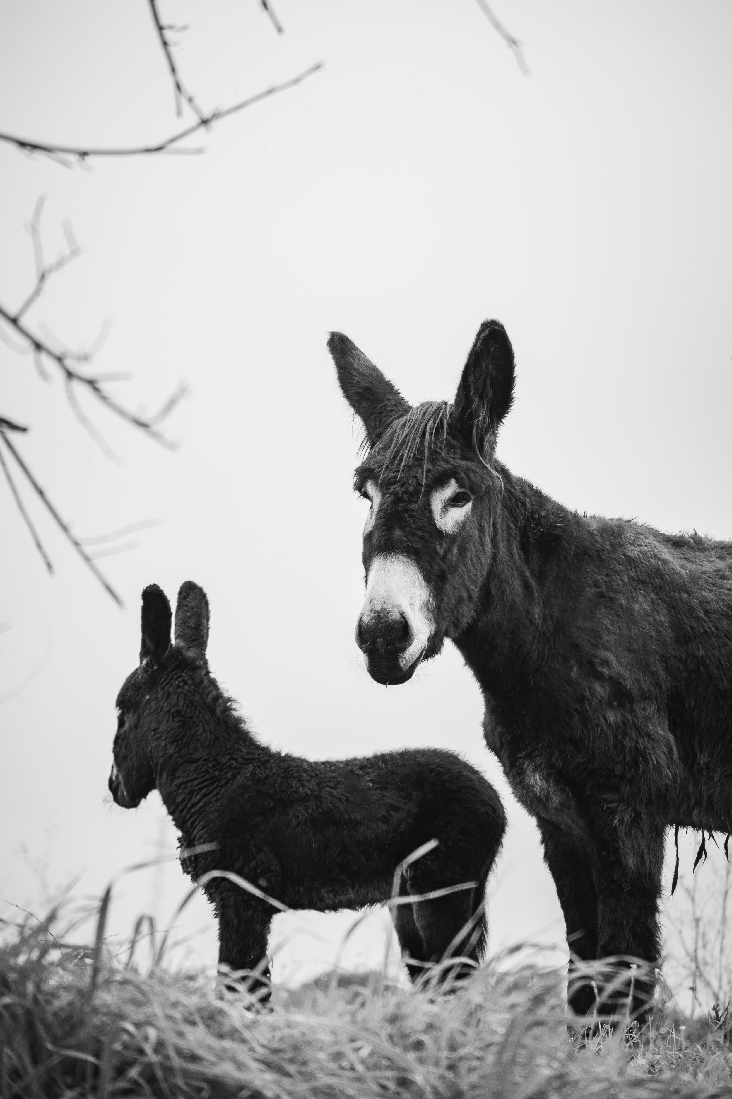 V_DSCF1545_Print File copiar.jpg