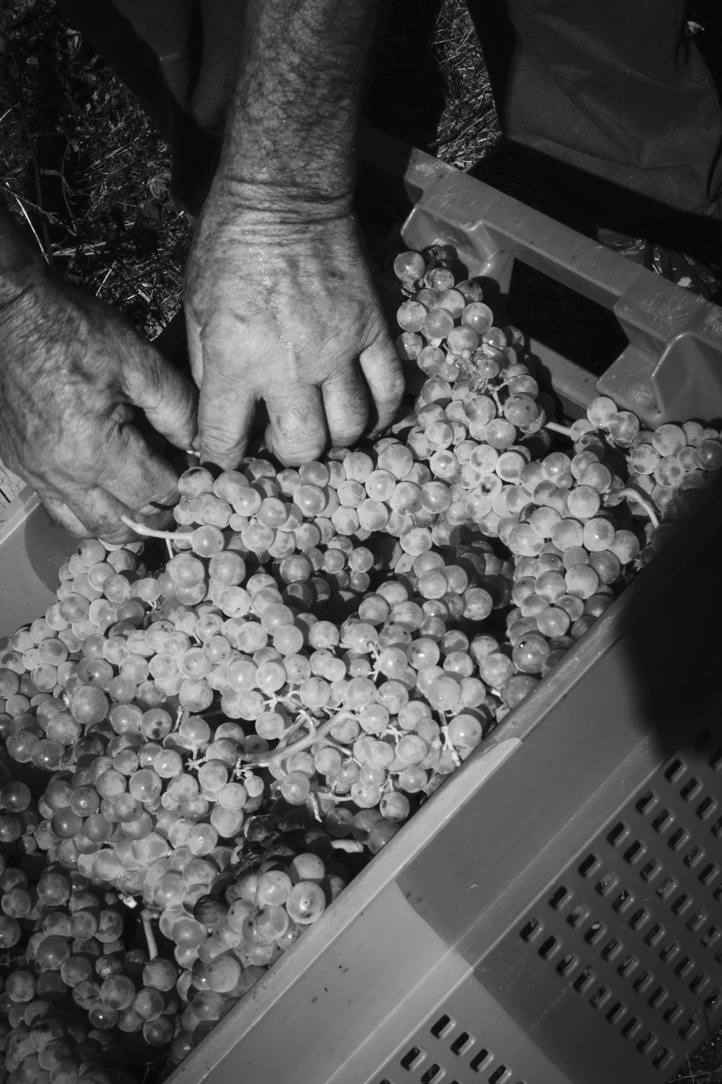 V_Sem título-2408_Print File copiar.jpg