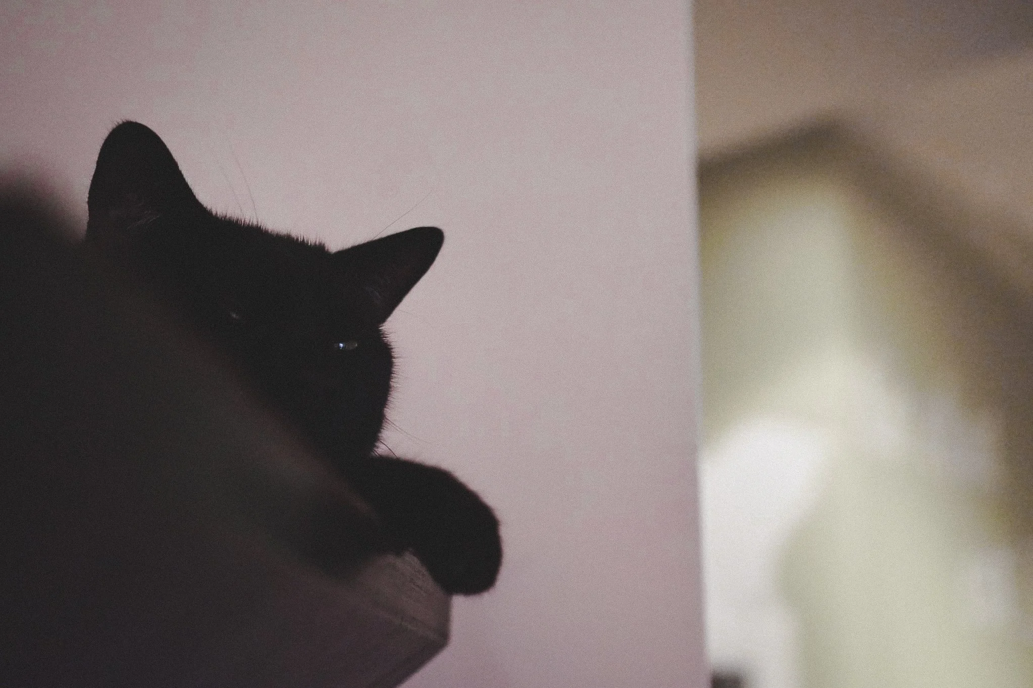 catcafe-motreal-canada6.jpg