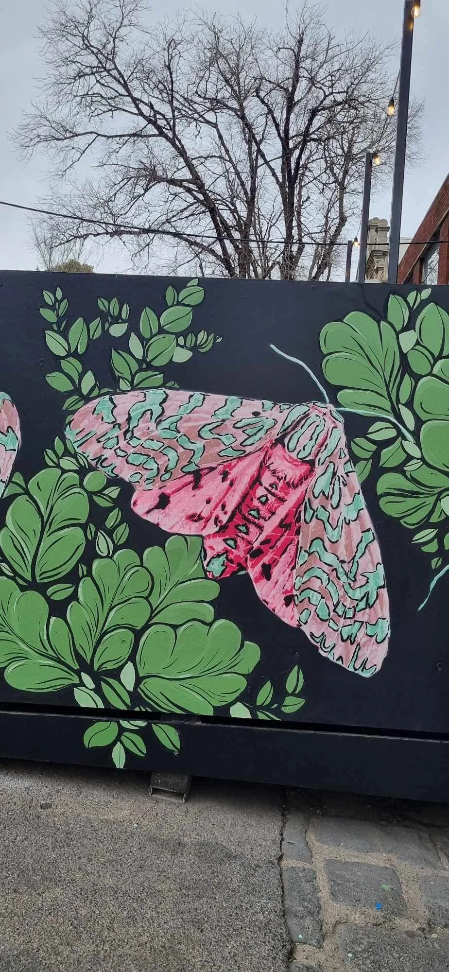 3. Drawn to the light - N2o & Manda Lane.JPG