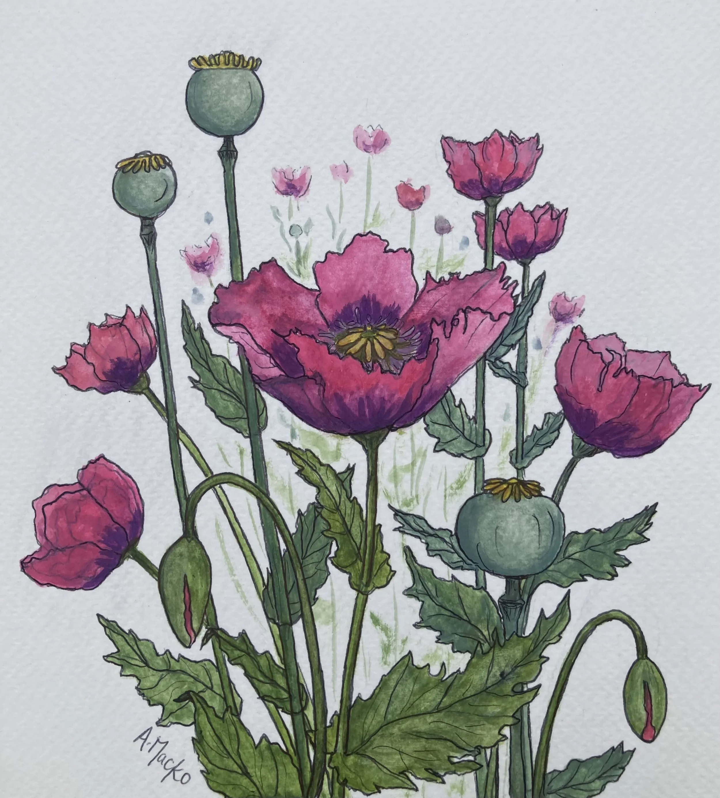 poppy m30 (2).jpeg