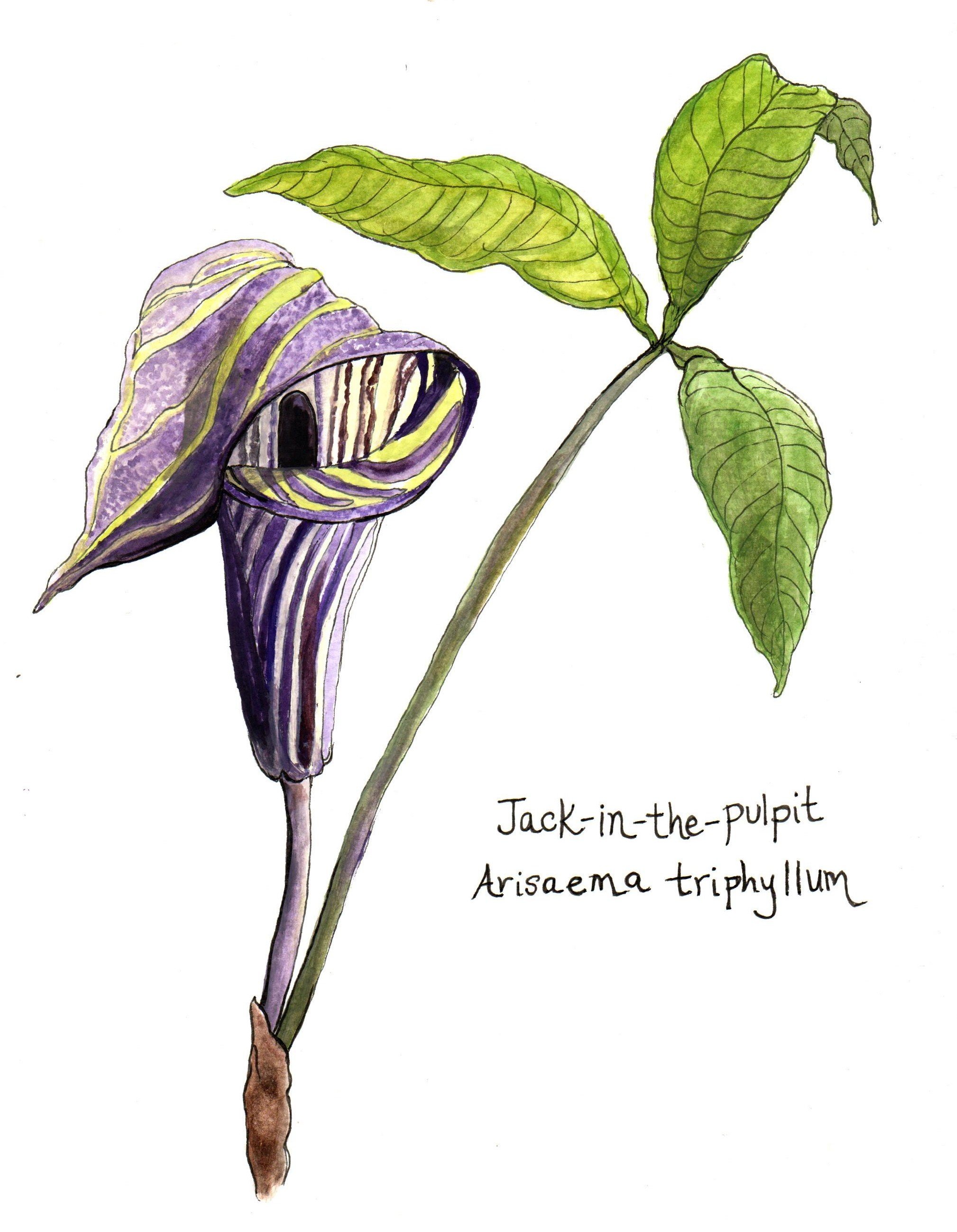 Jack-in-the-pulpit (1).jpg