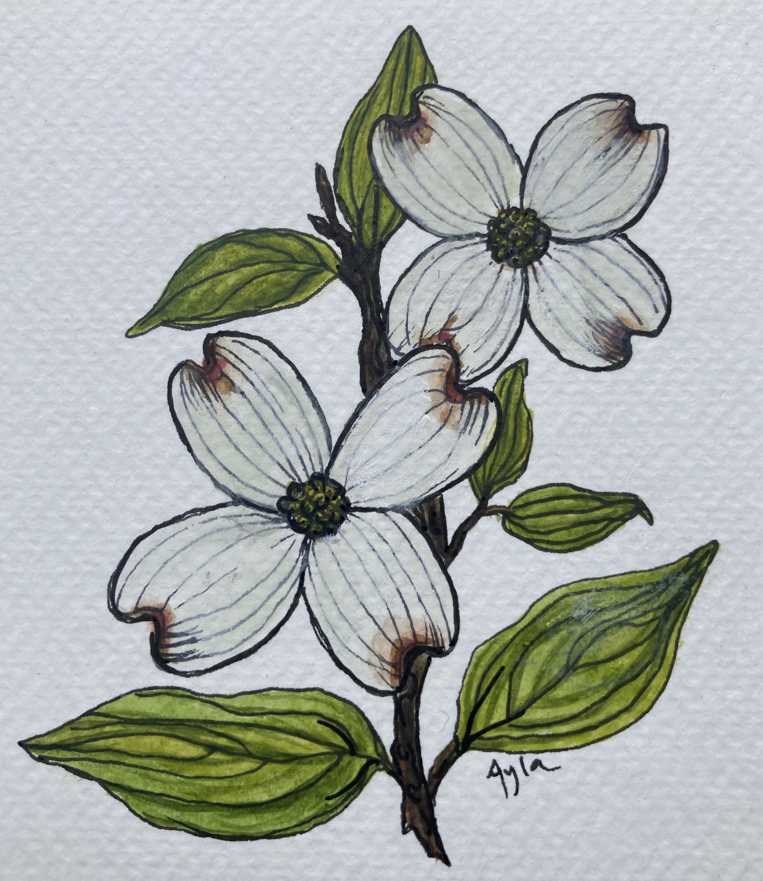 Dogwood m30 (1).jpeg