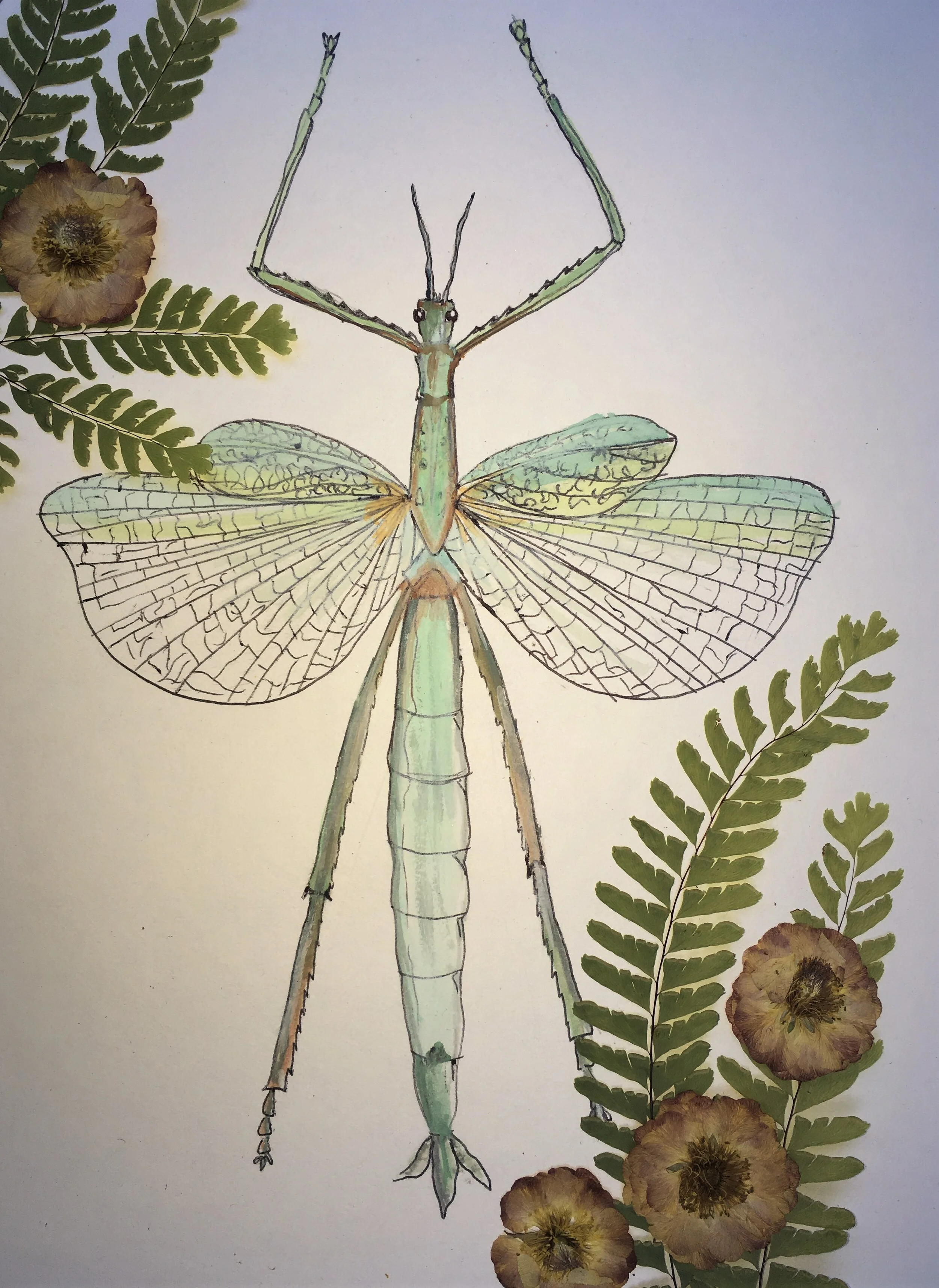 Photos to print_Emerald Stick Bug.jpeg