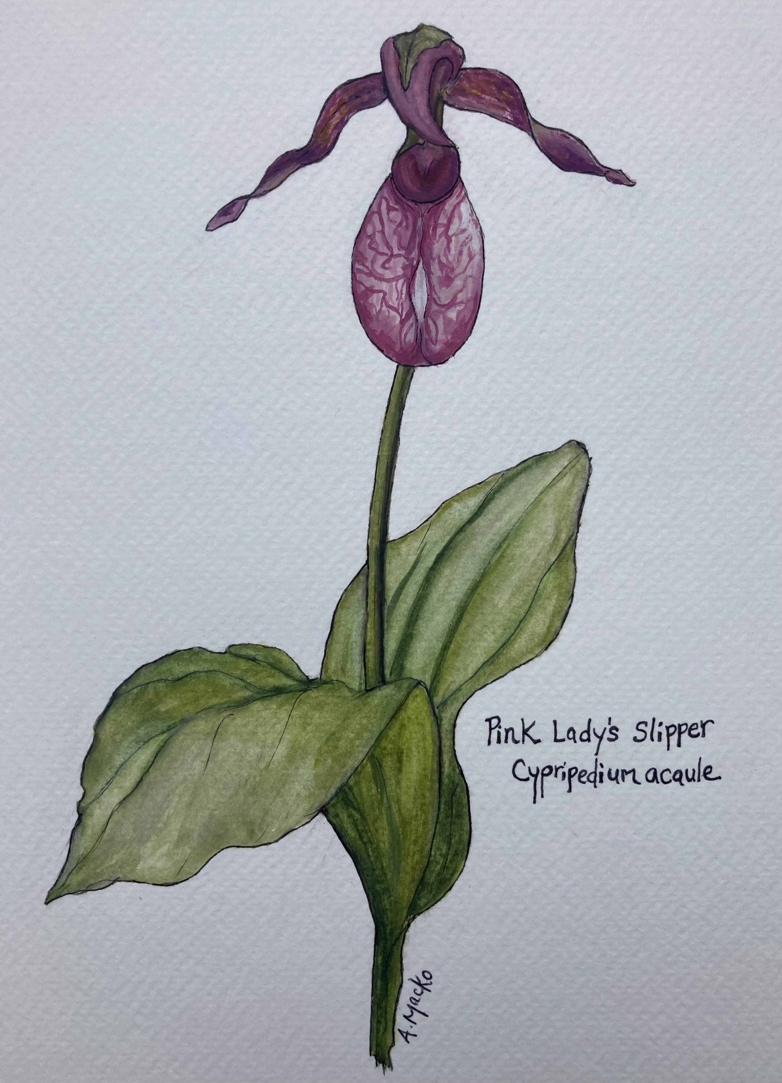 lady slipper m30 (1).jpeg